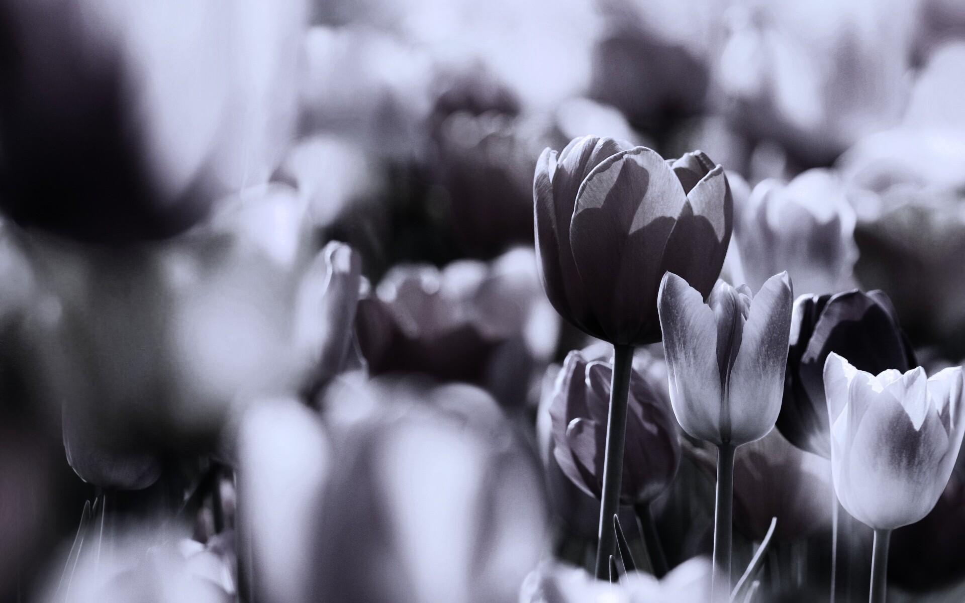 Красивые тюльпаны обои