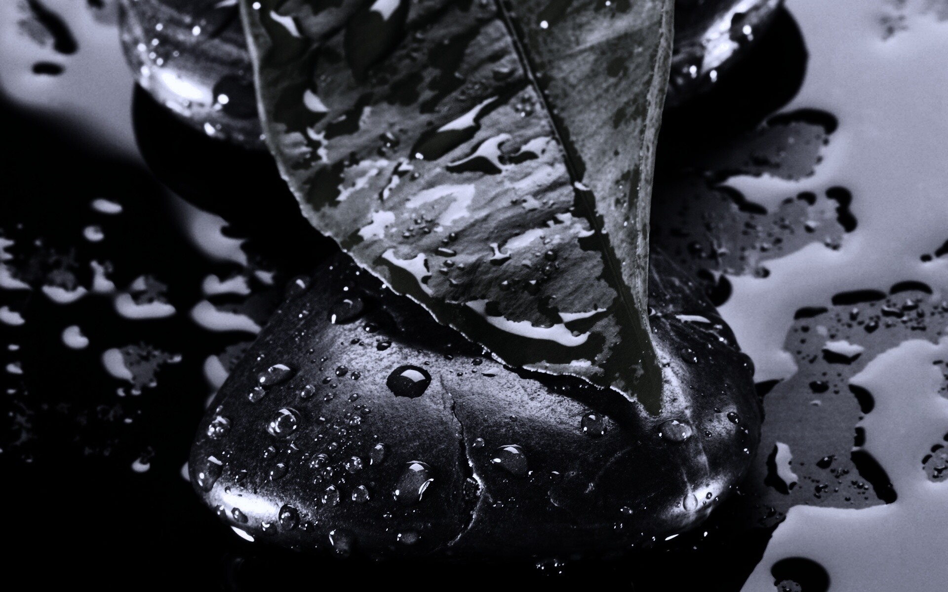 Зеленый лист на черных камнях обои