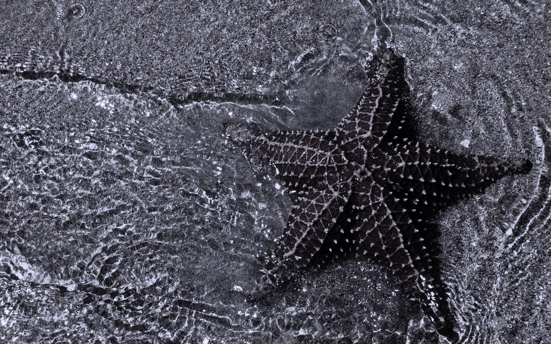 Морская звезда обои