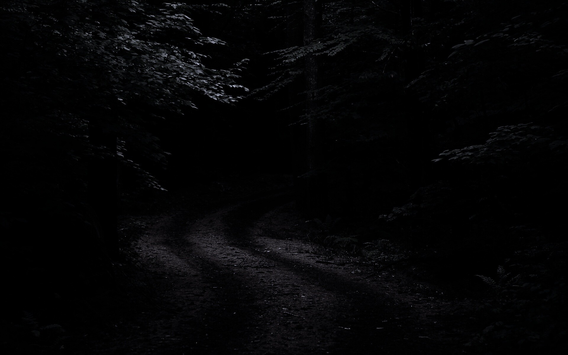 Лесная дорога обои