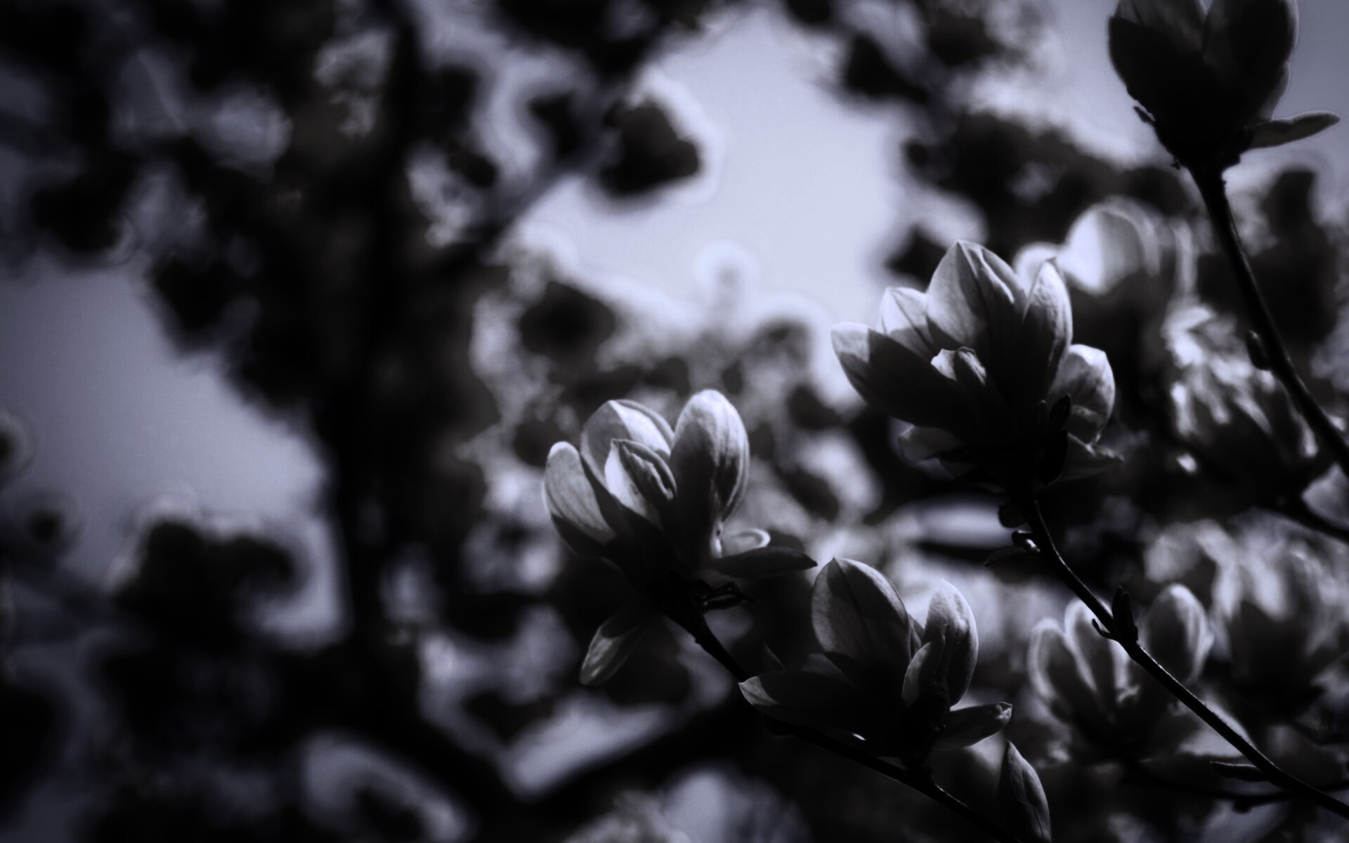 Желтые цветы распустились обои