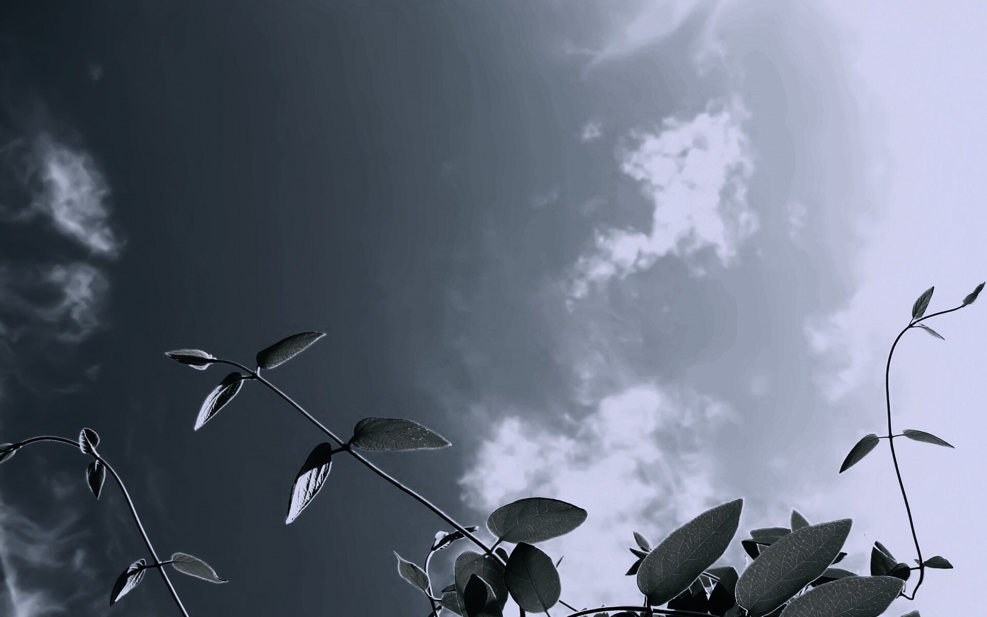 Зеленые ветви на фоне голубого неба обои