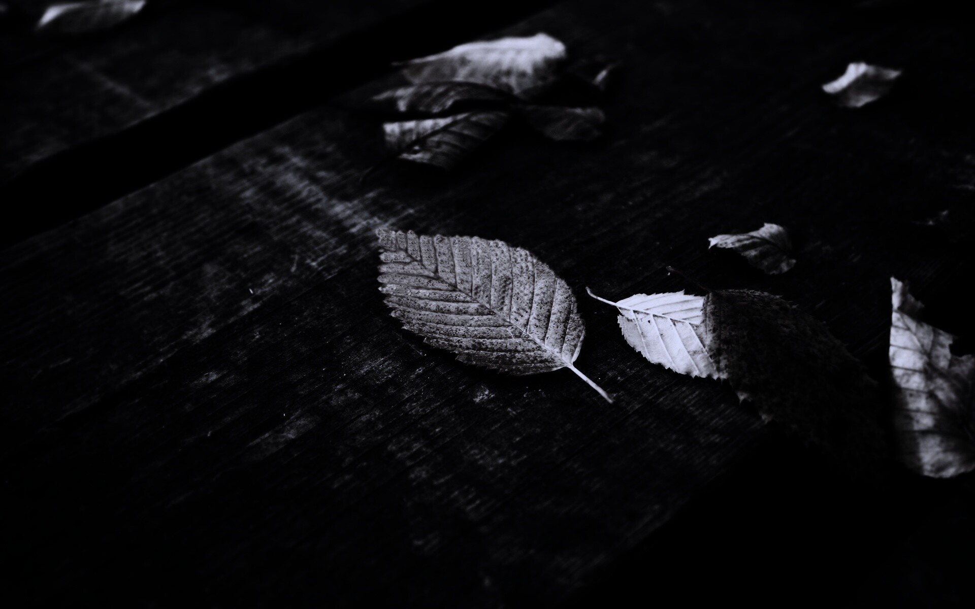 Опавшая листва обои