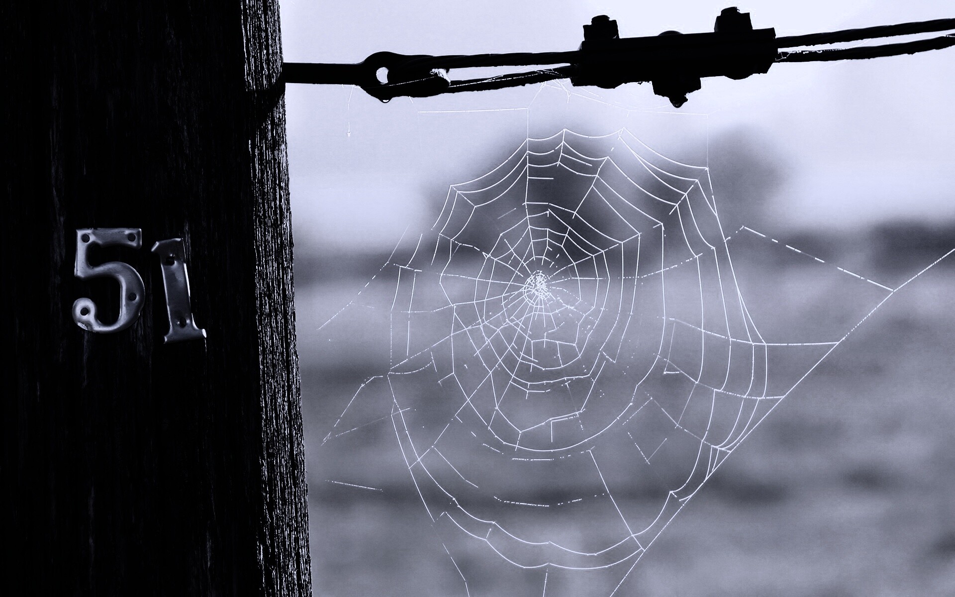 Паутина 51 обои