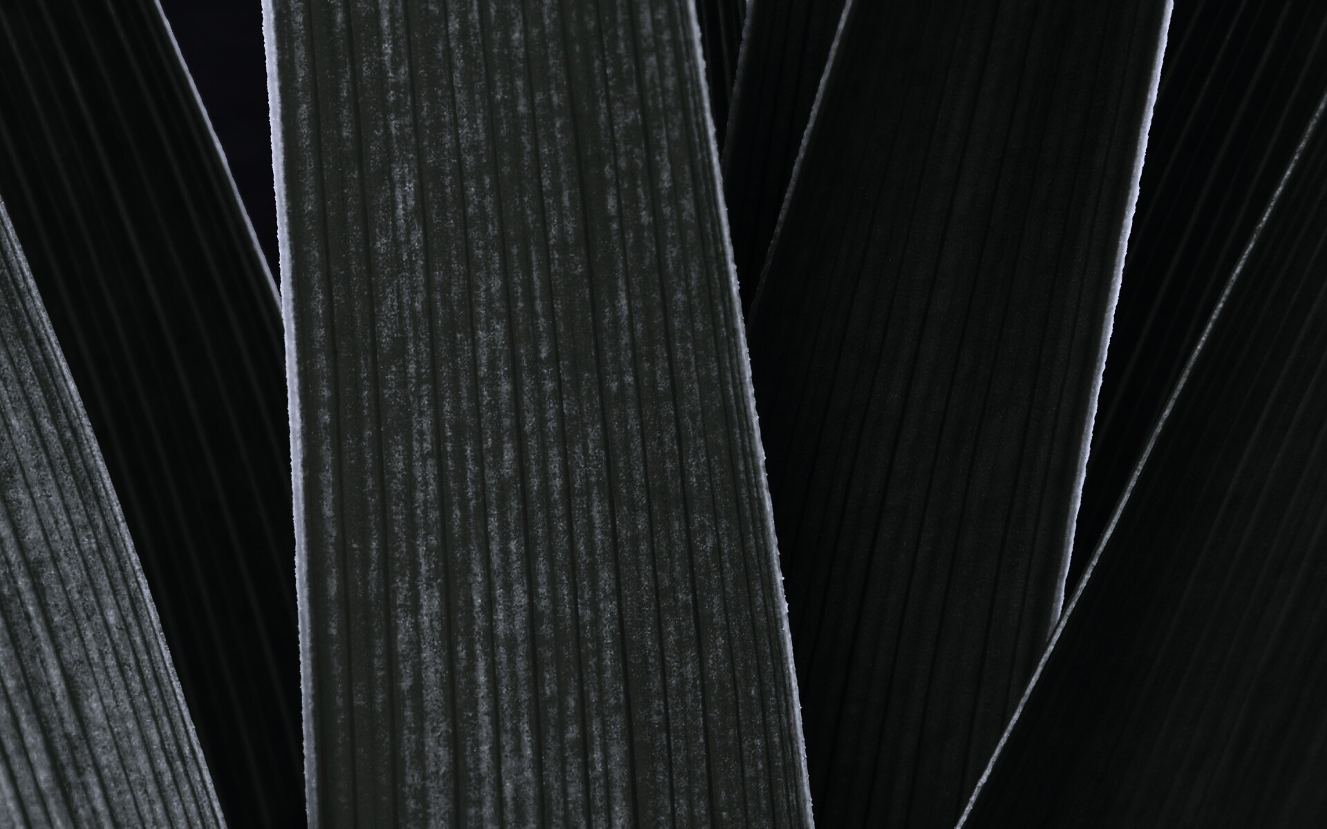 Стебли обои