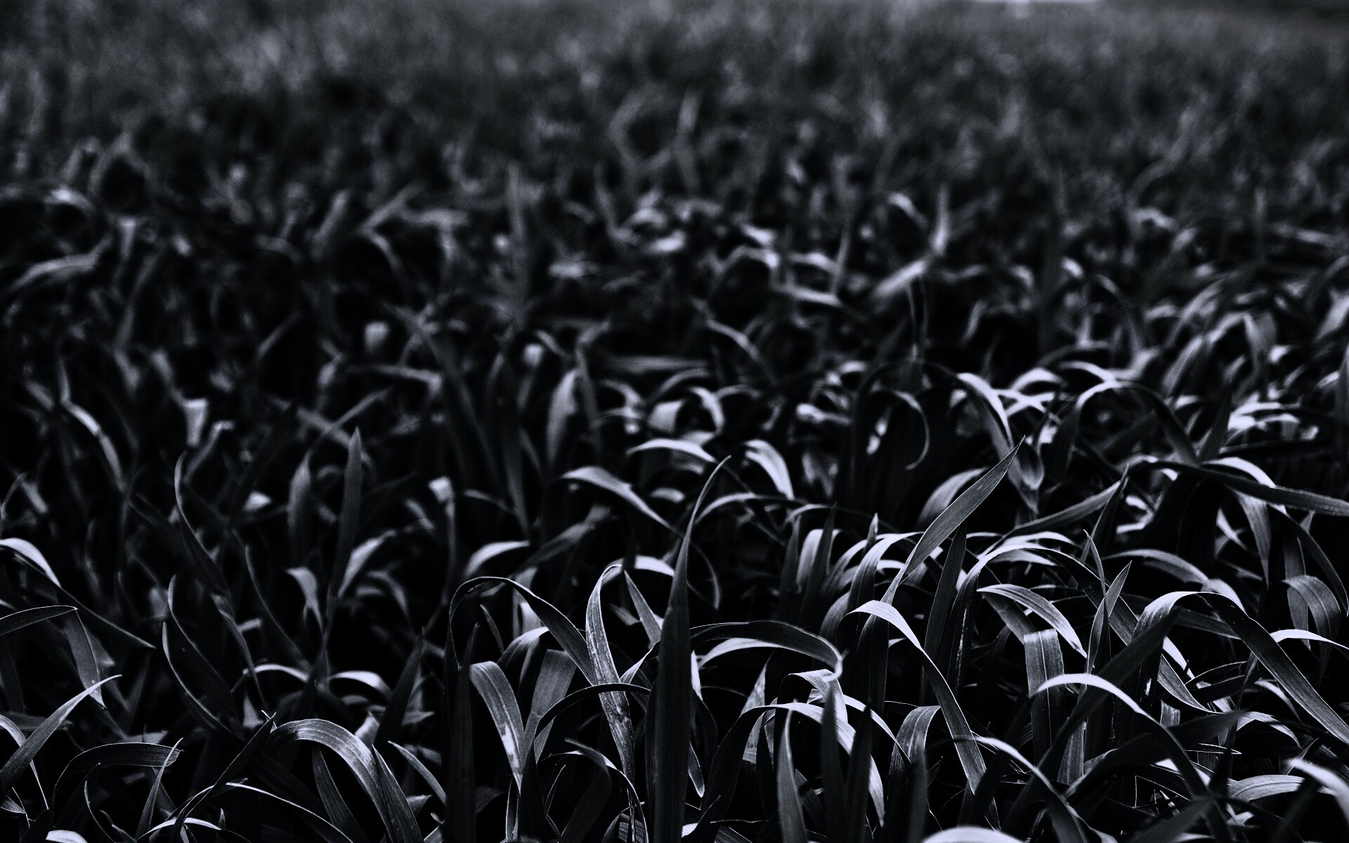 Высокая трава обои