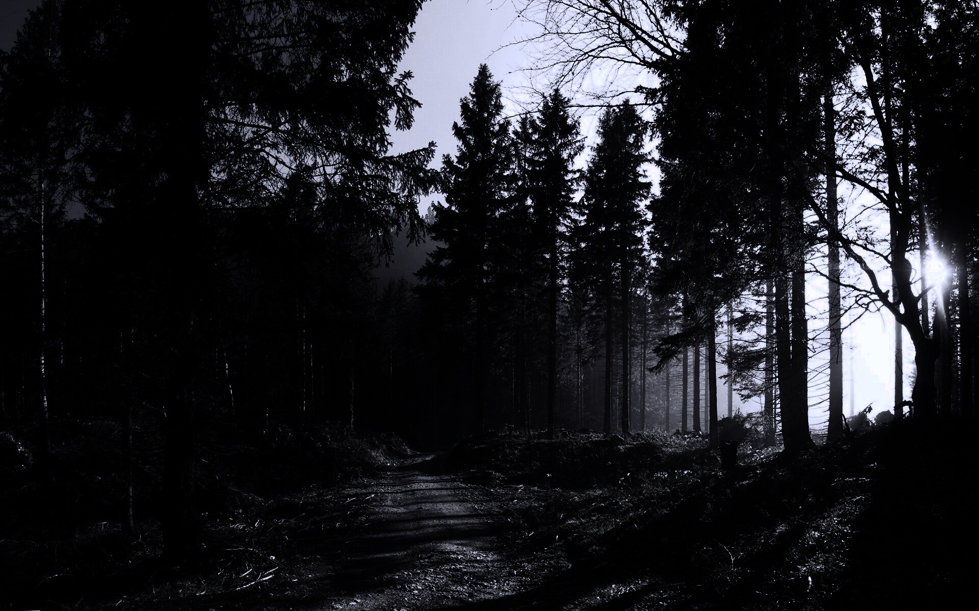 Лесная дорога обои