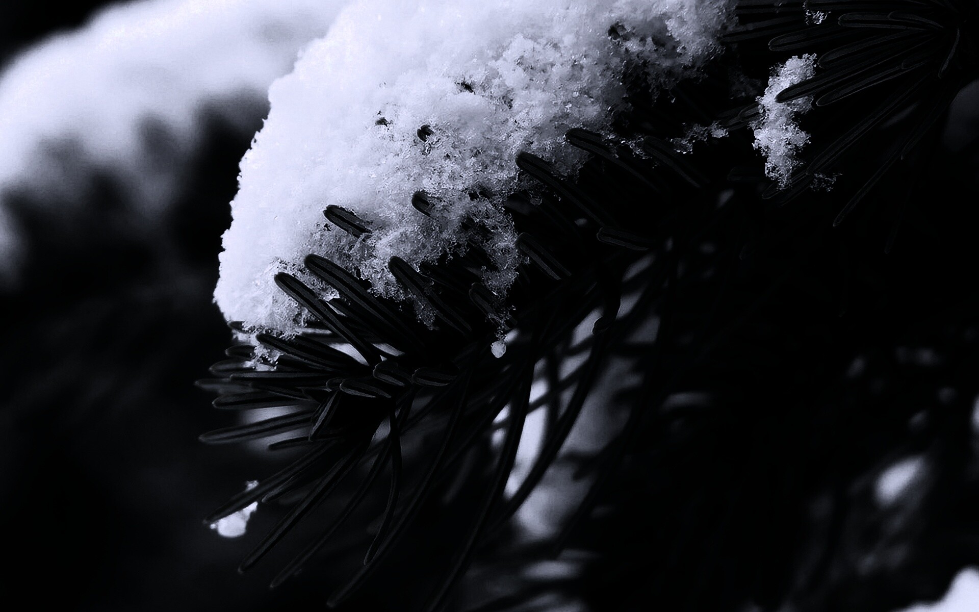 Хвойная ветка вся в снегу обои