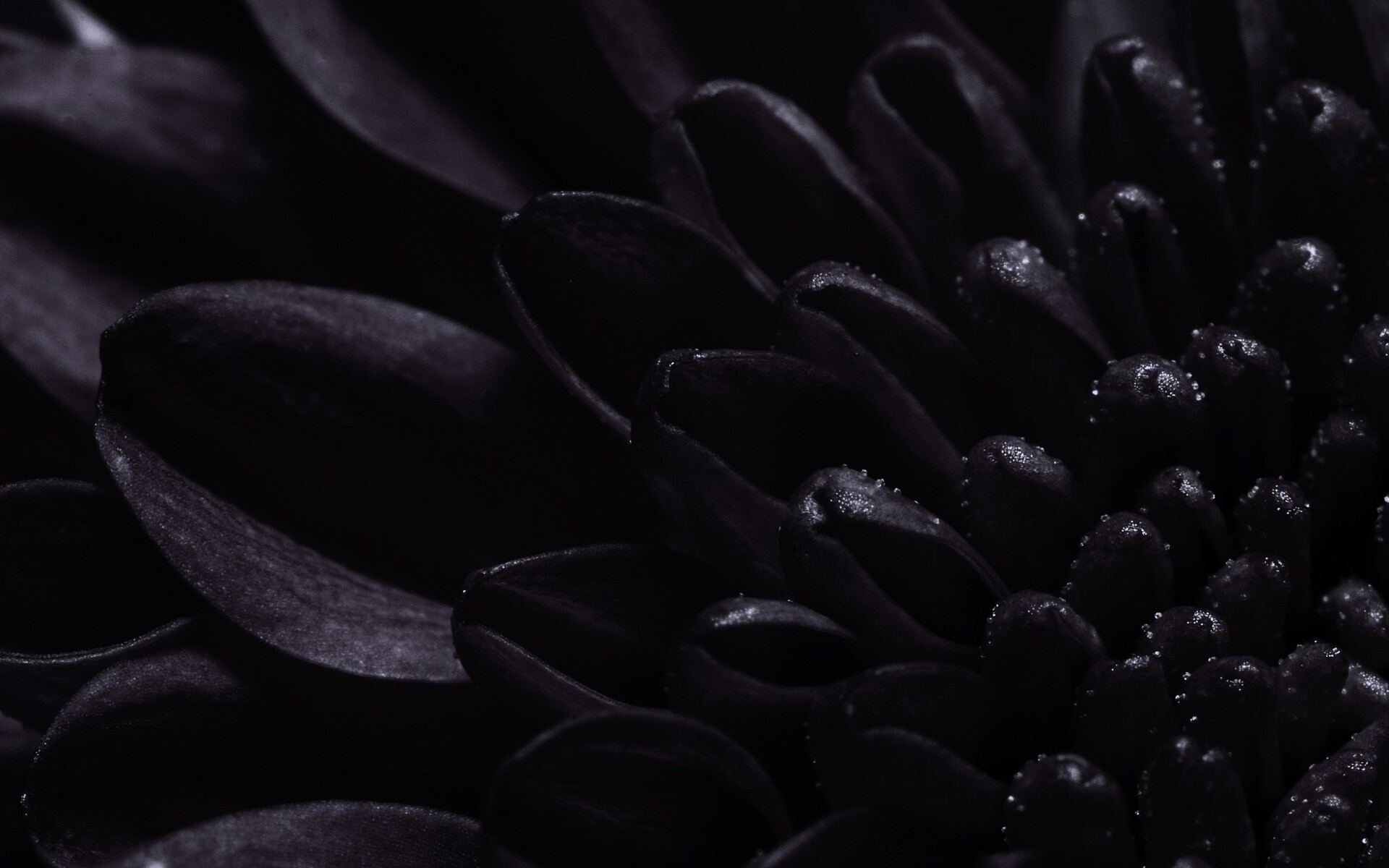 Лепестки хризантемы обои