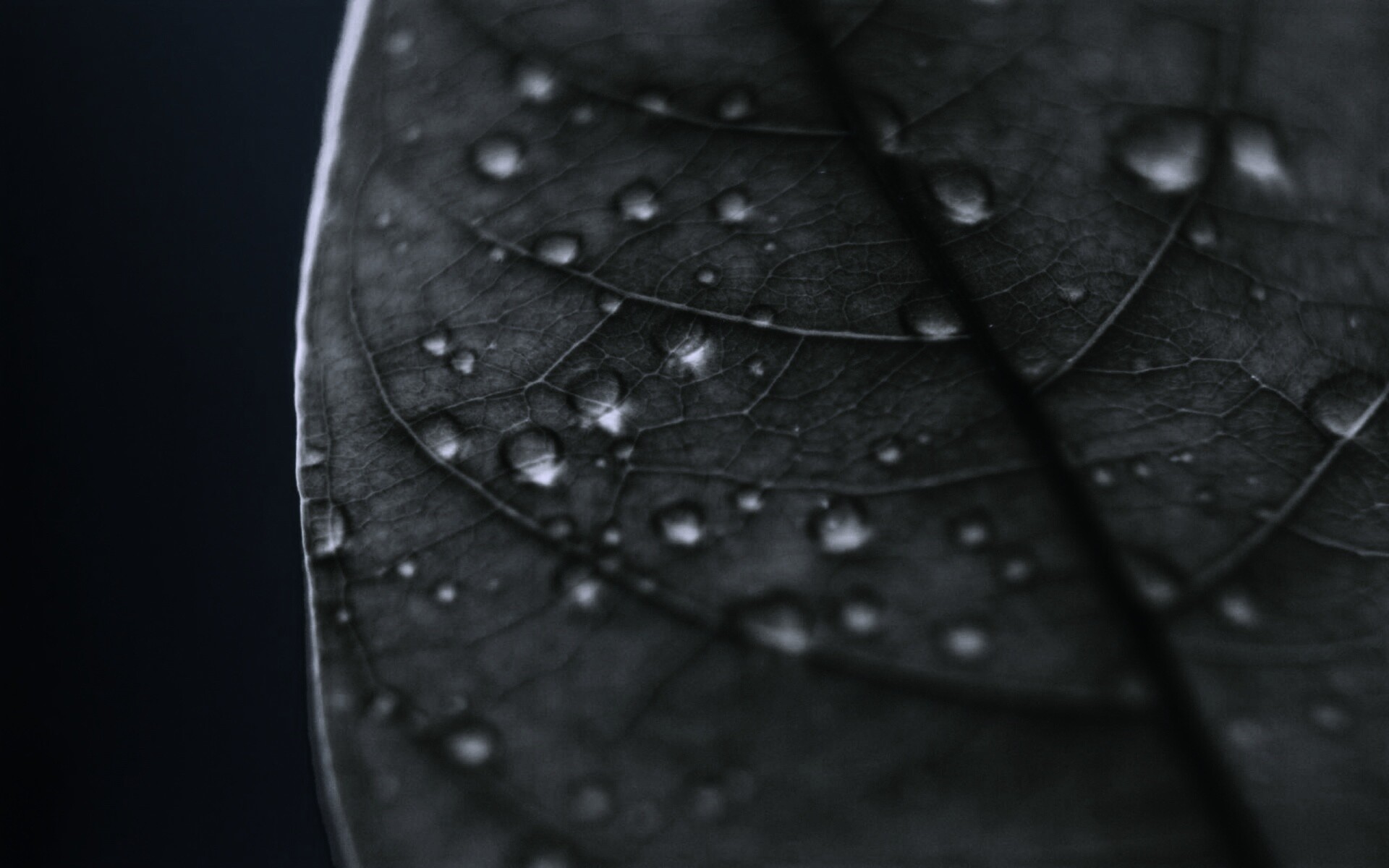 Зеленый листик в макро обои