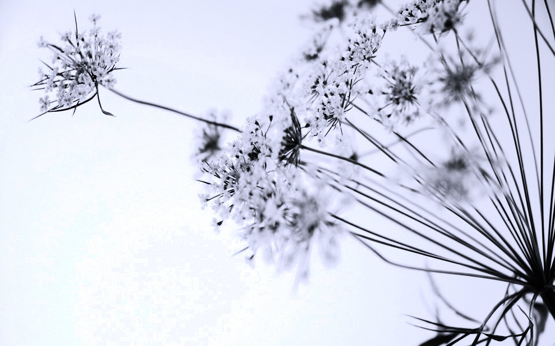 Цветы в макро обои