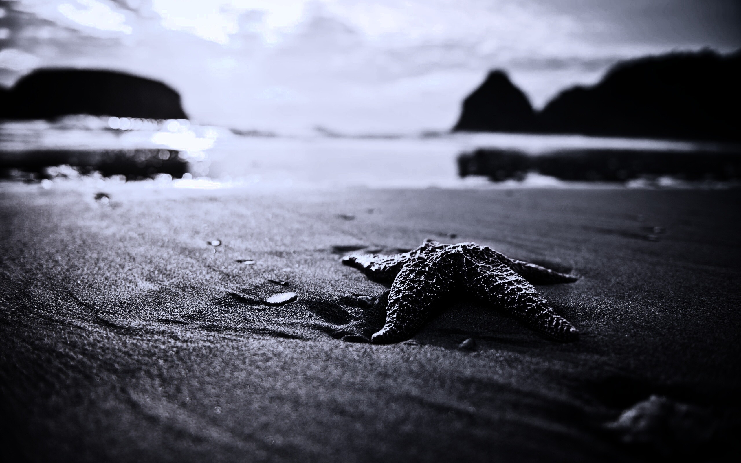 Морская звезда обои