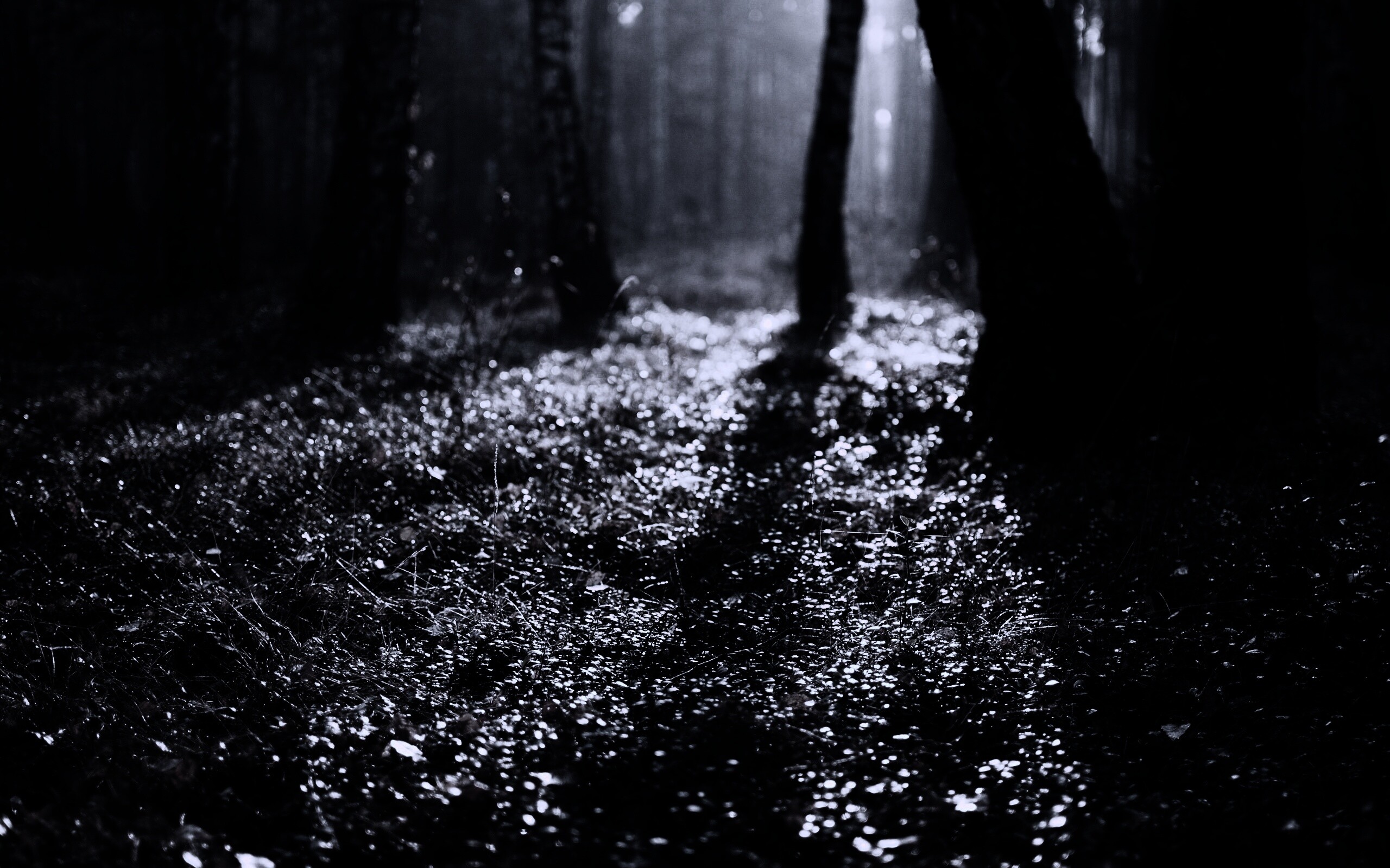 Лесная земля обои