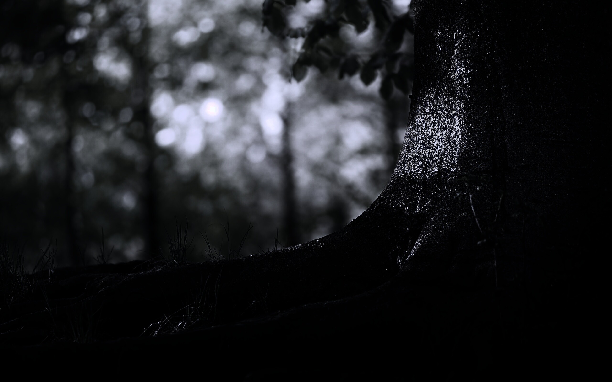 Корни дерева обои