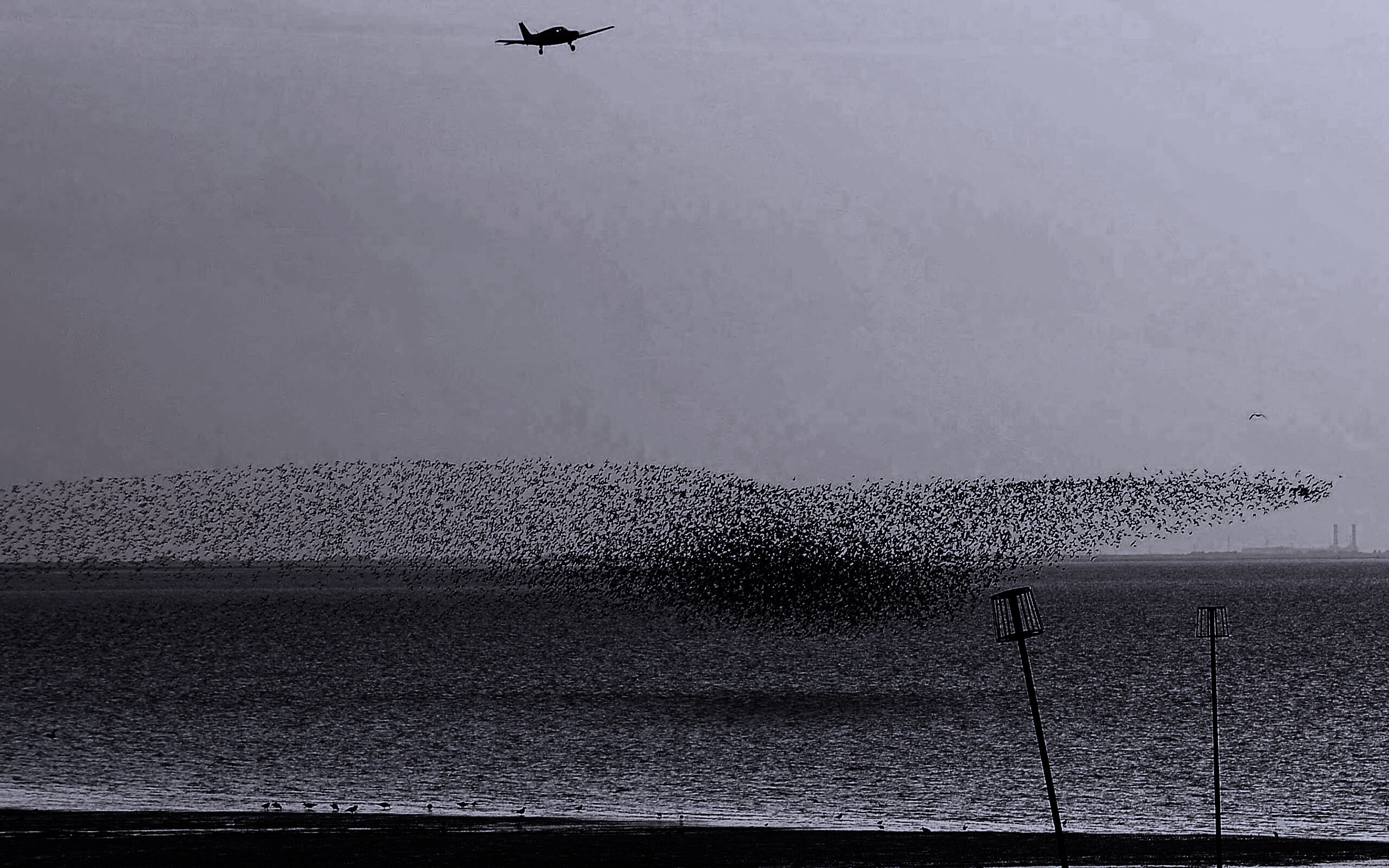 Взлетающая стая птиц обои