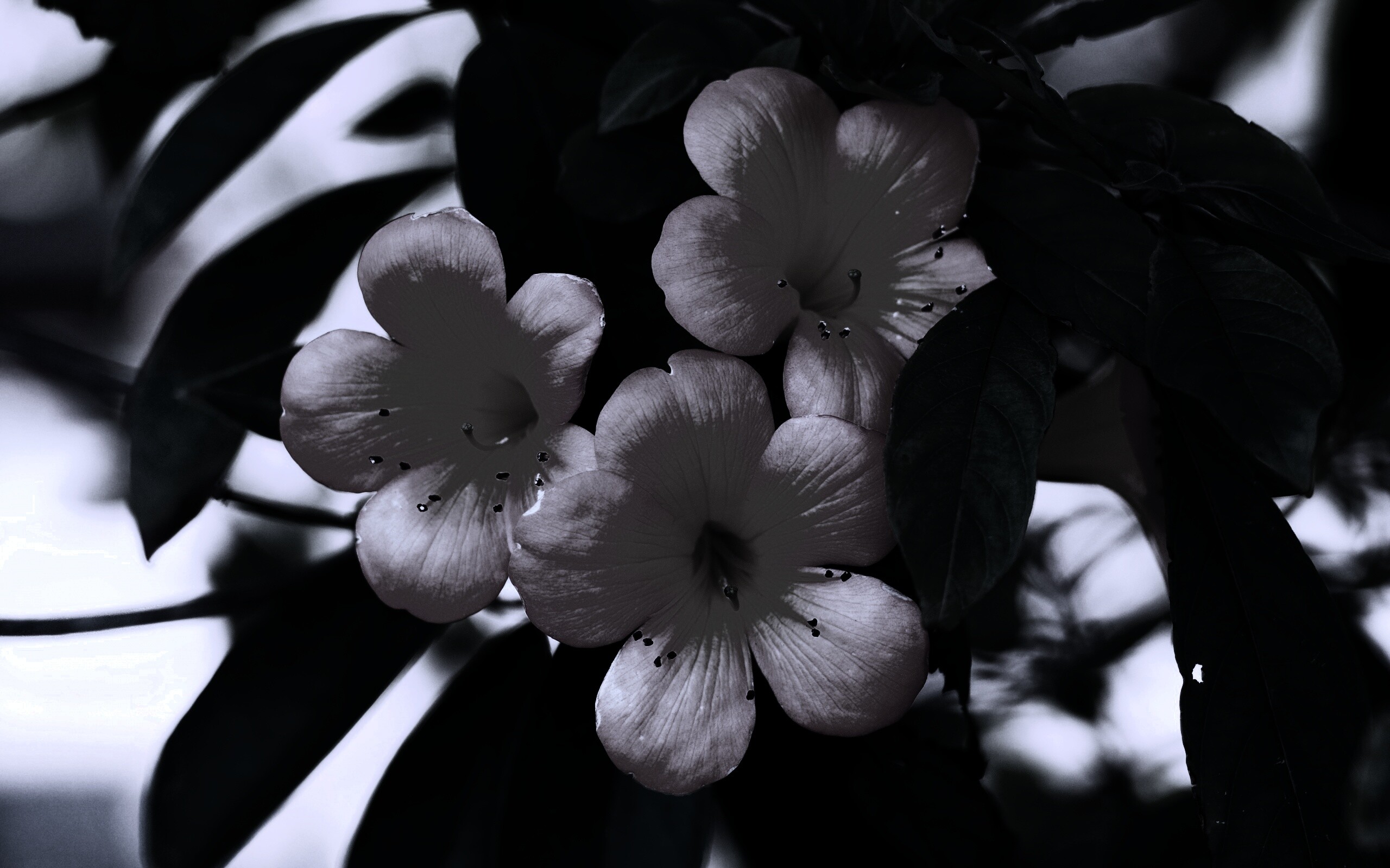 Оранжевые цветочки обои