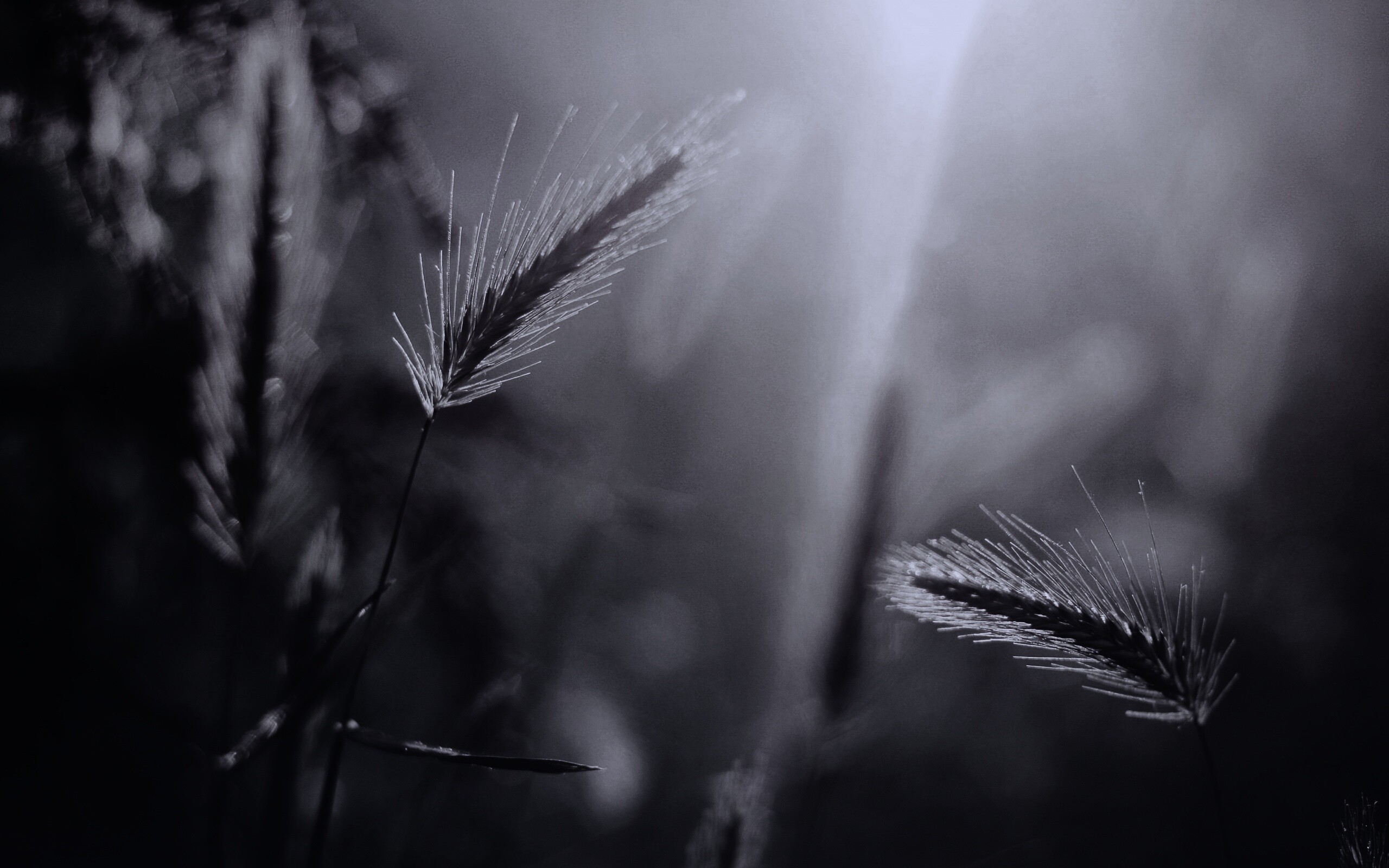 Травинки на солнце обои