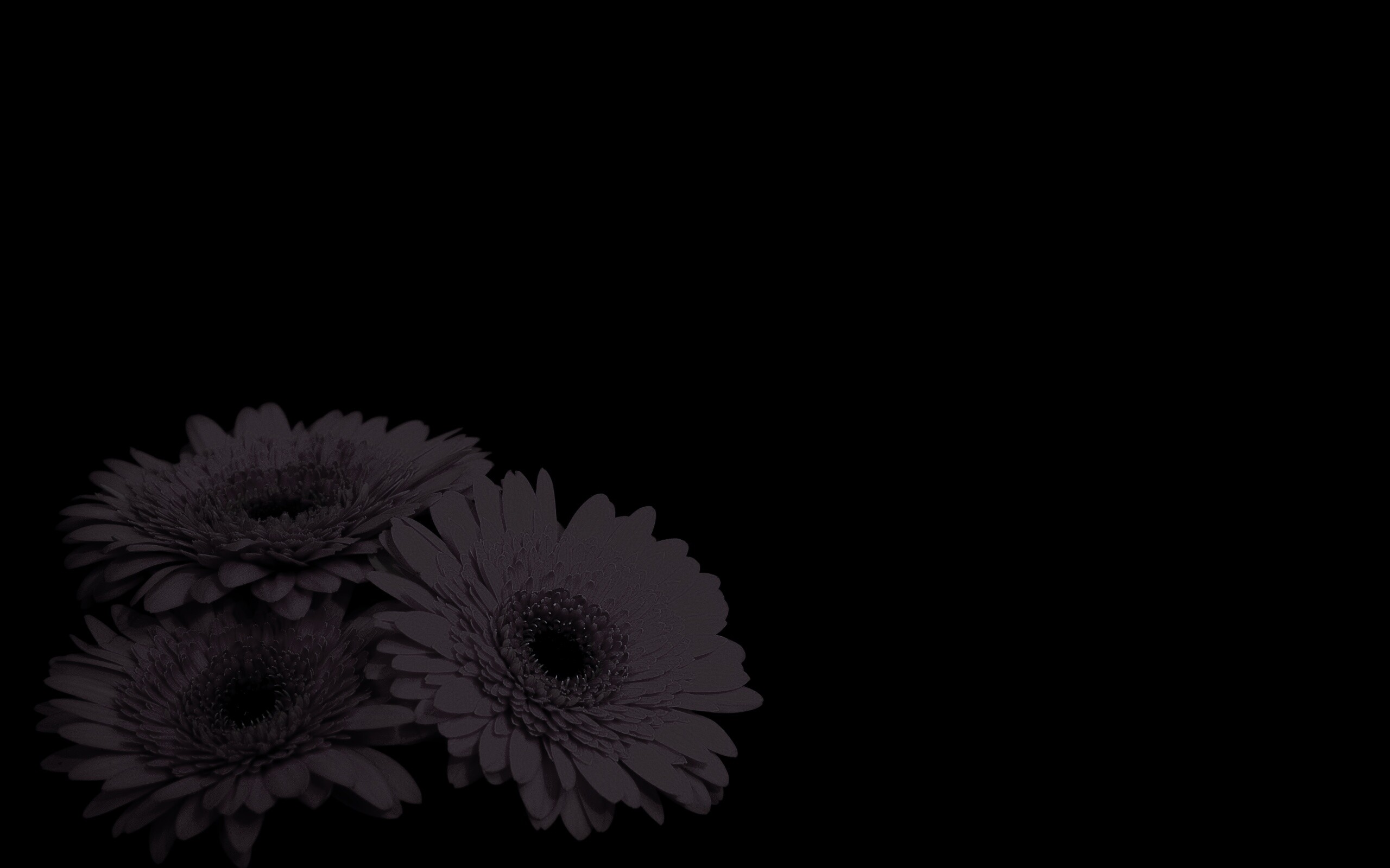 Красные герберы обои