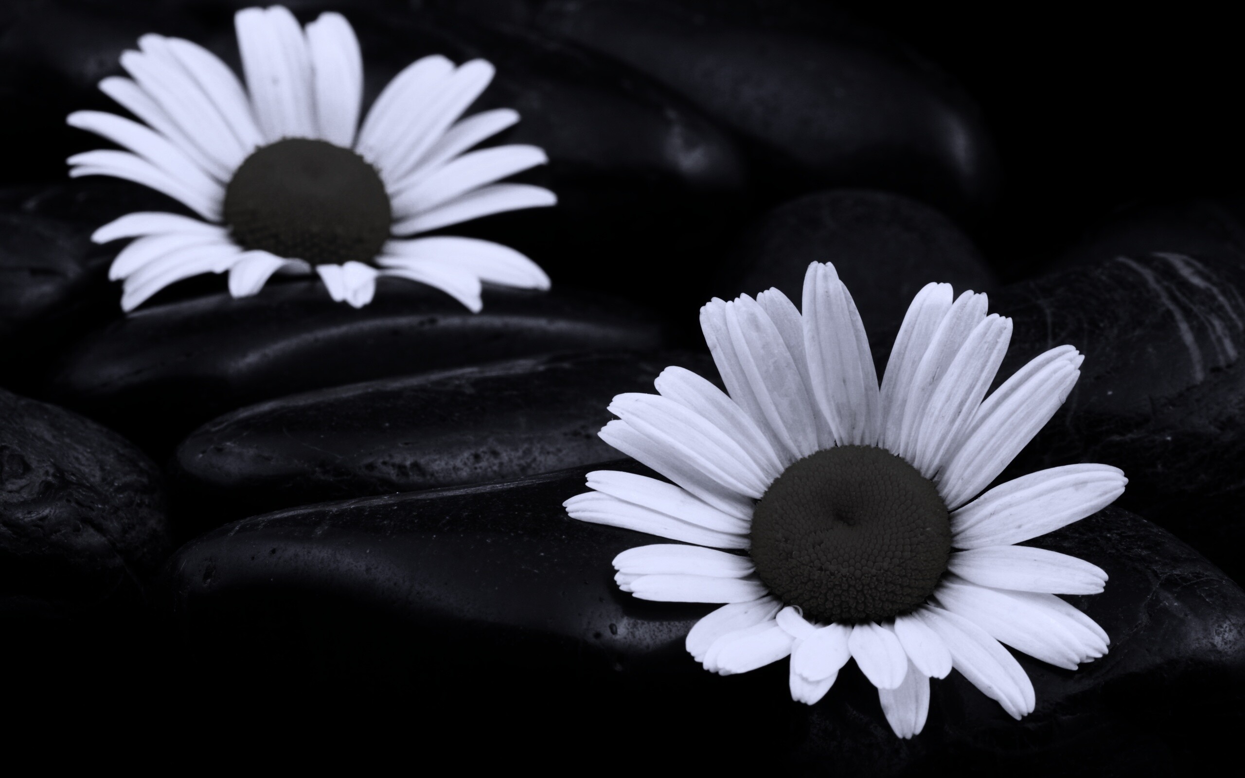 Ромашка среди гальки обои