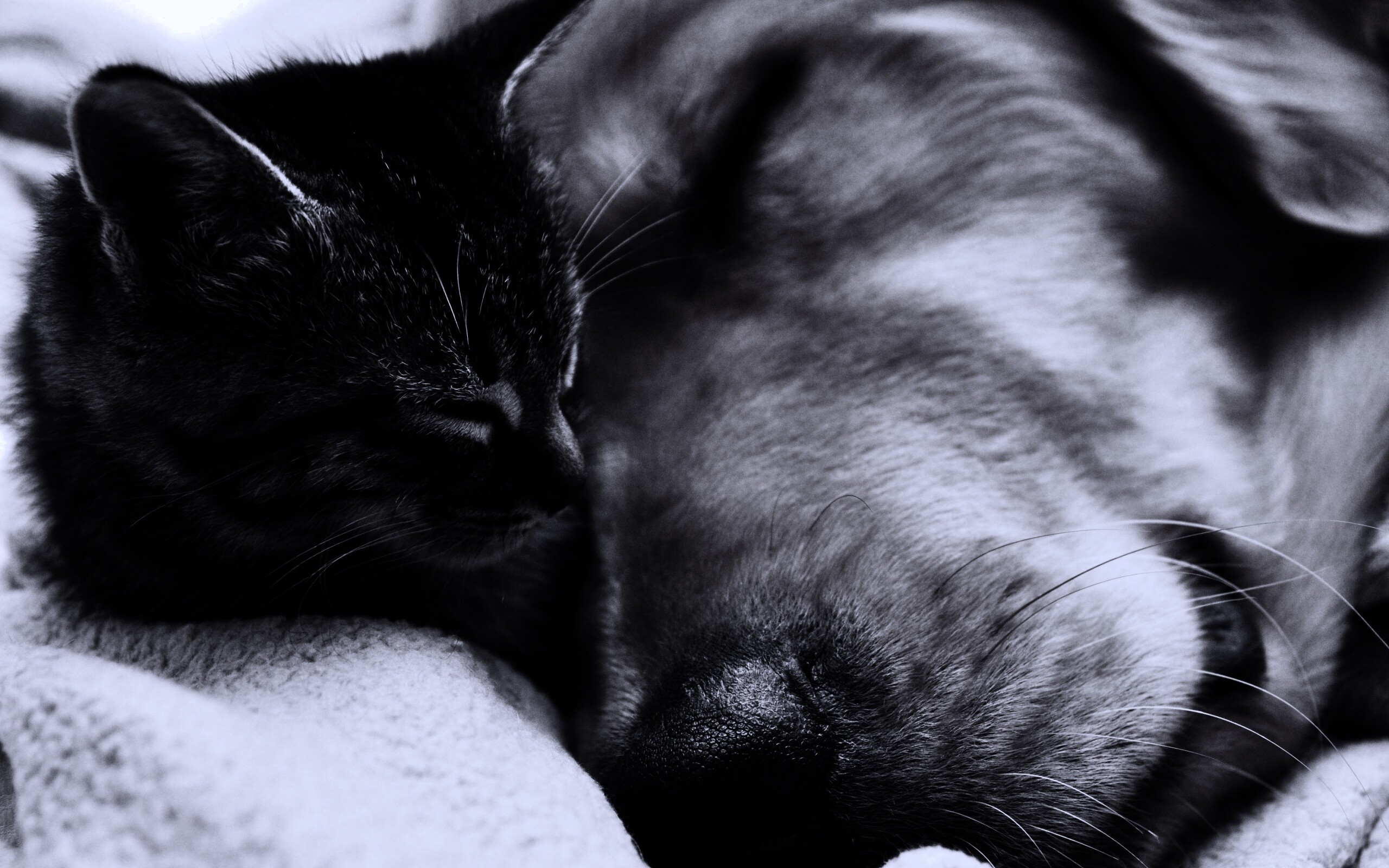 Кошка спит с собакой обои