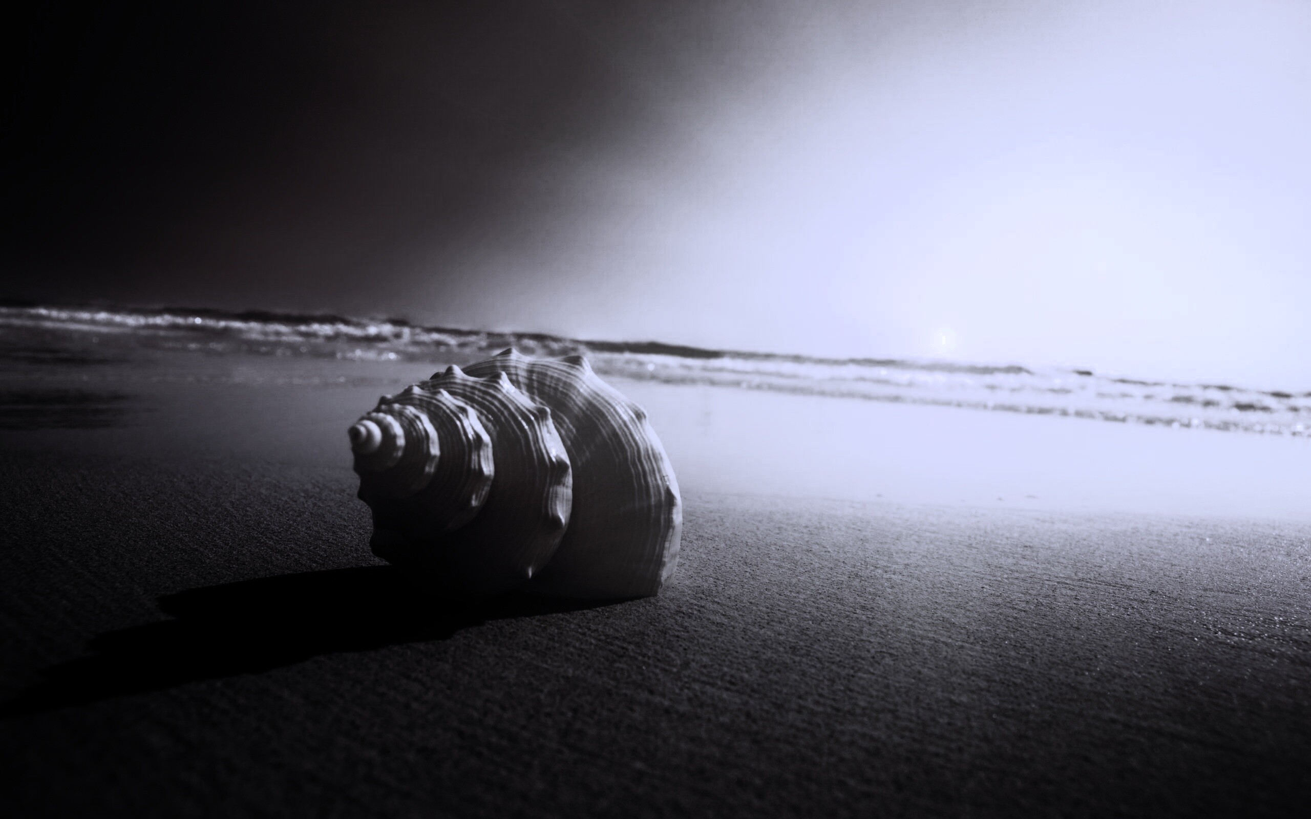 Золотистая ракушка обои