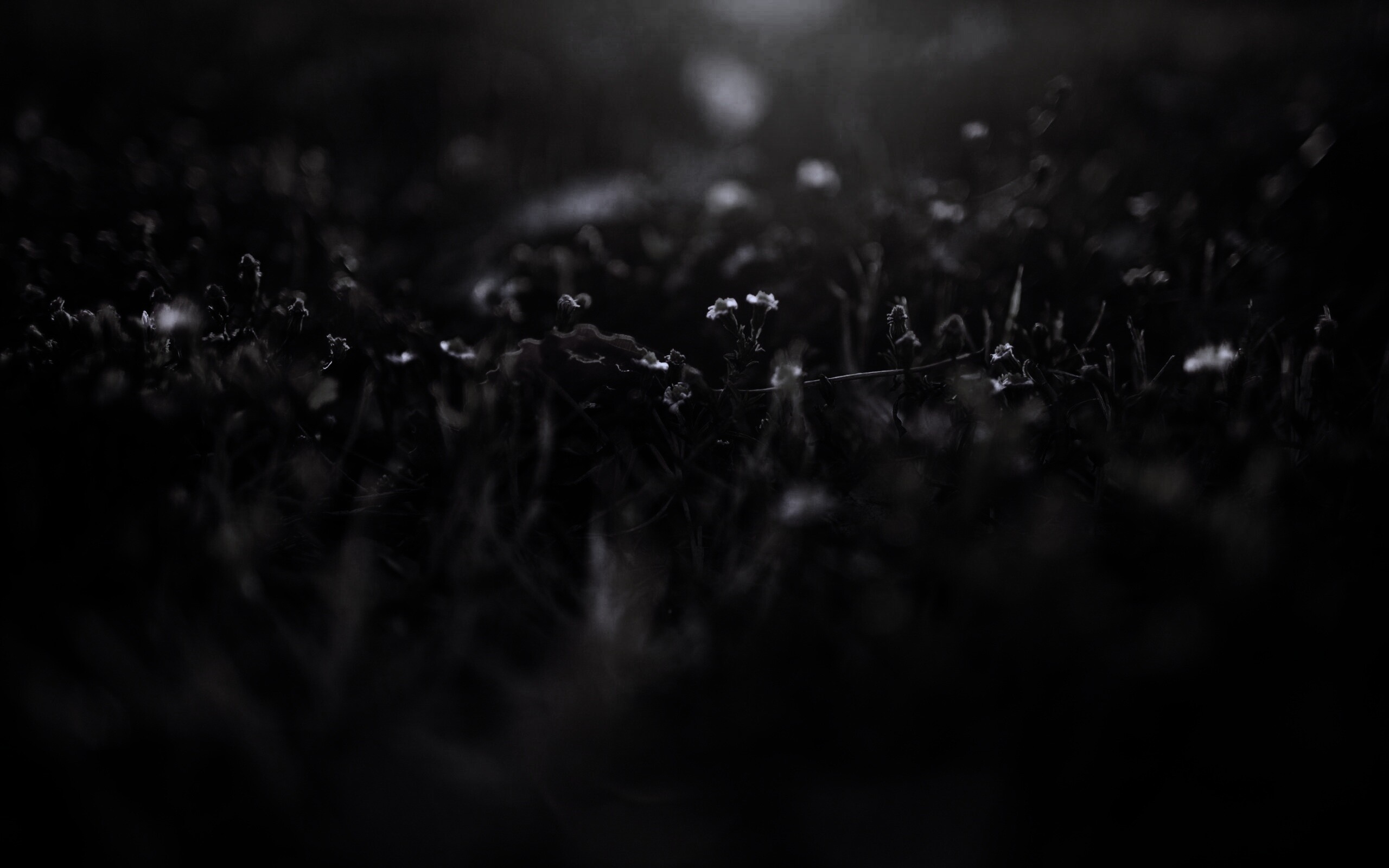 Полевые цветы в закатном солнце обои