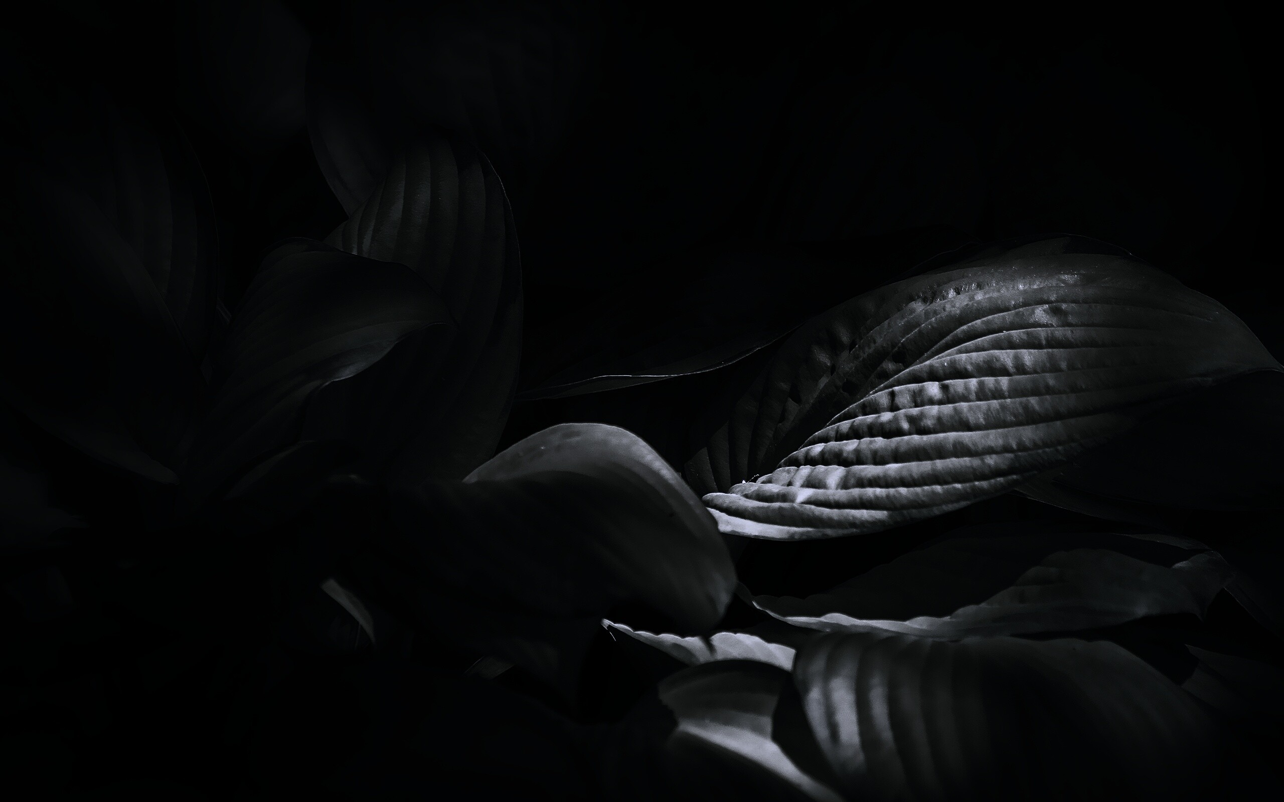 Хитросплетение зеленых листьев обои