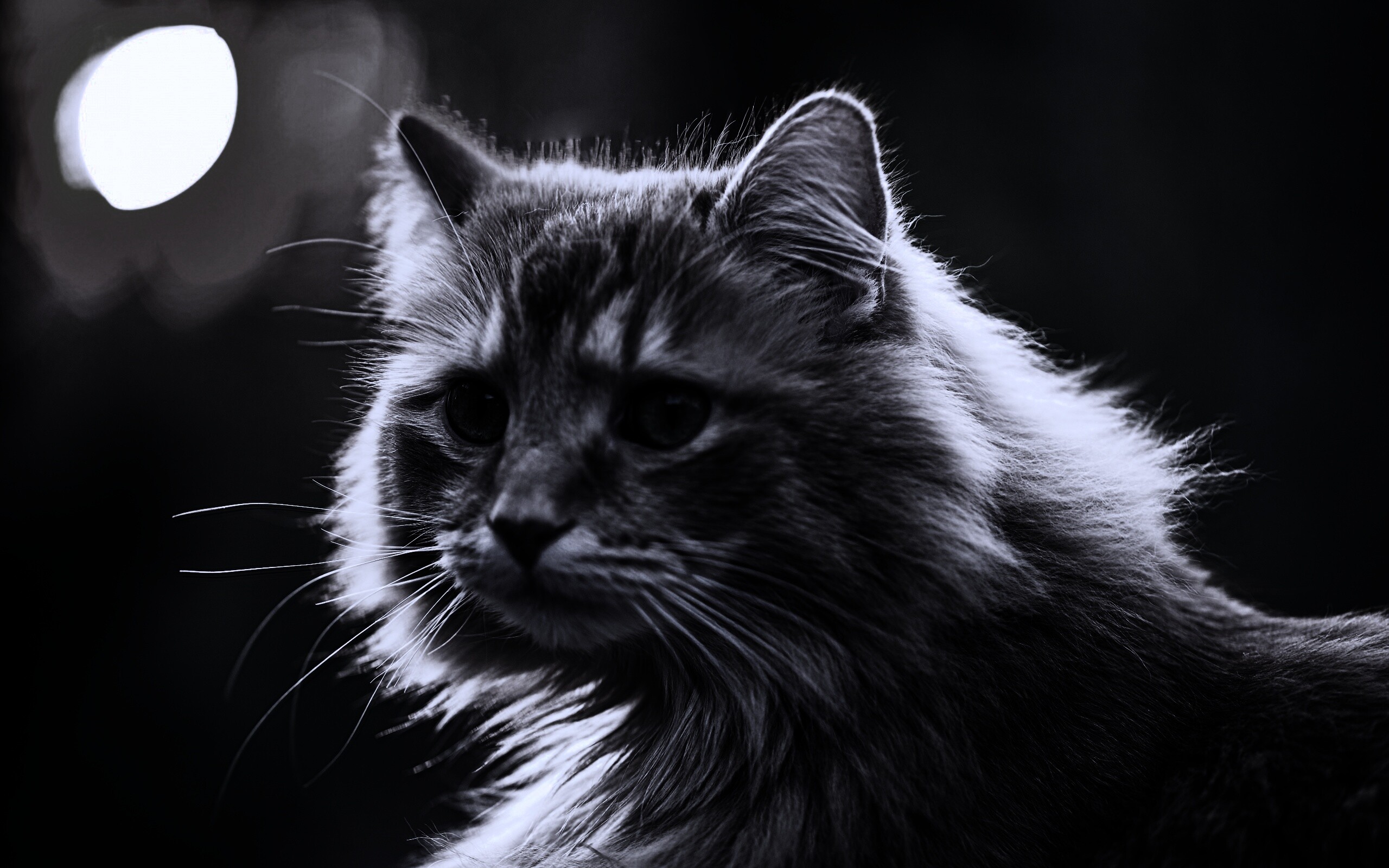 Рыжий кот в лучах солнца обои