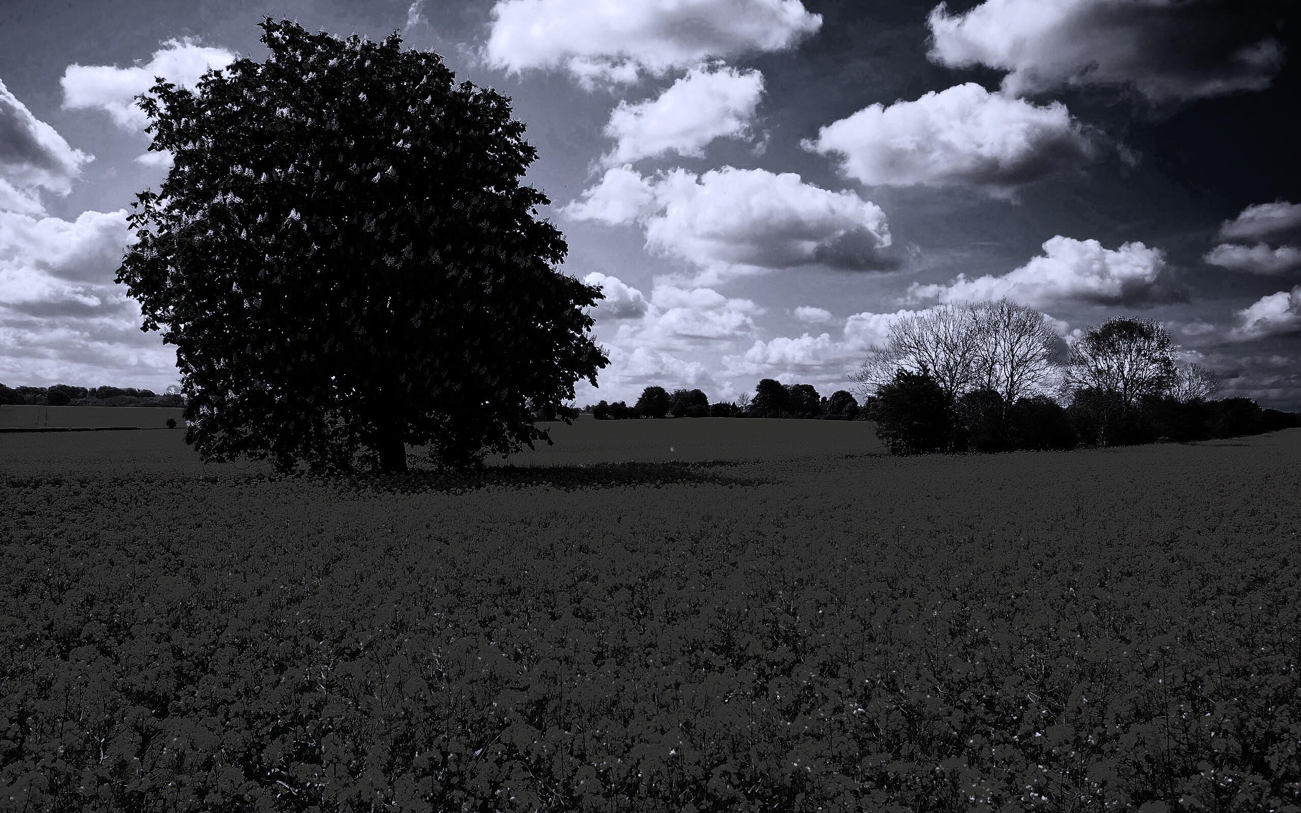 Каштан на цветочном поле обои