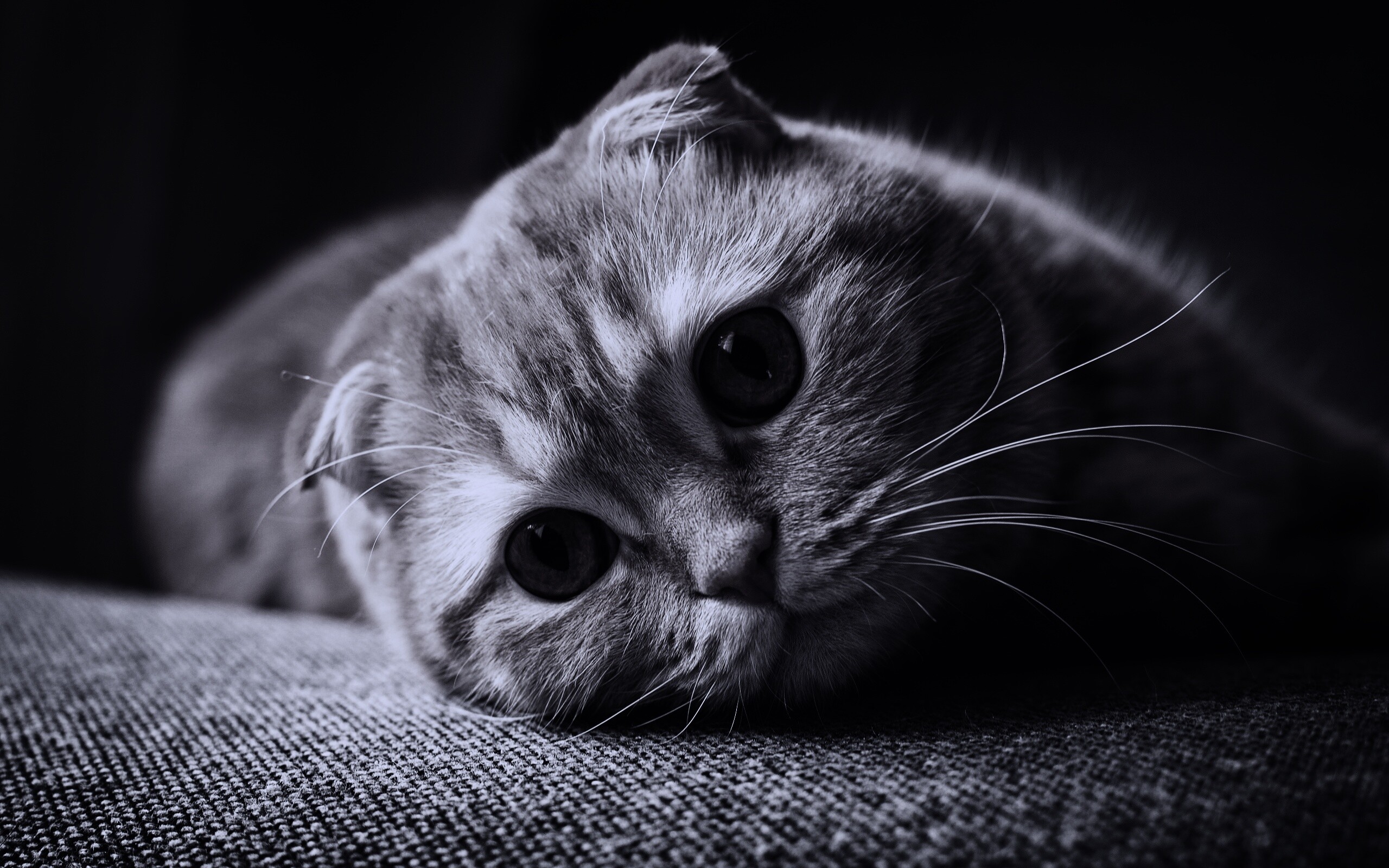 Скоттиш фолд рыжий обои