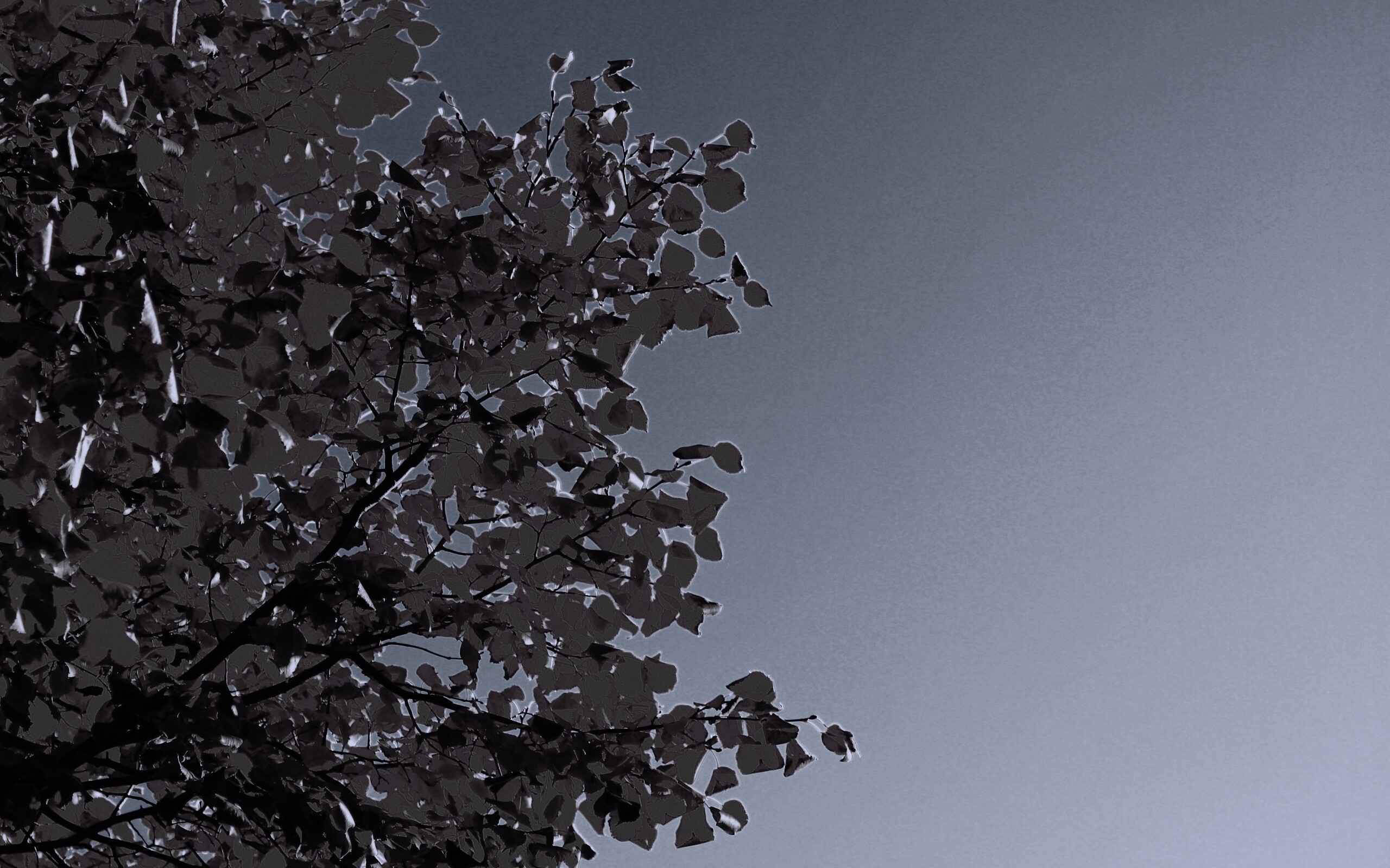 Ветви с пожелтевшими листьями на фоне неба обои