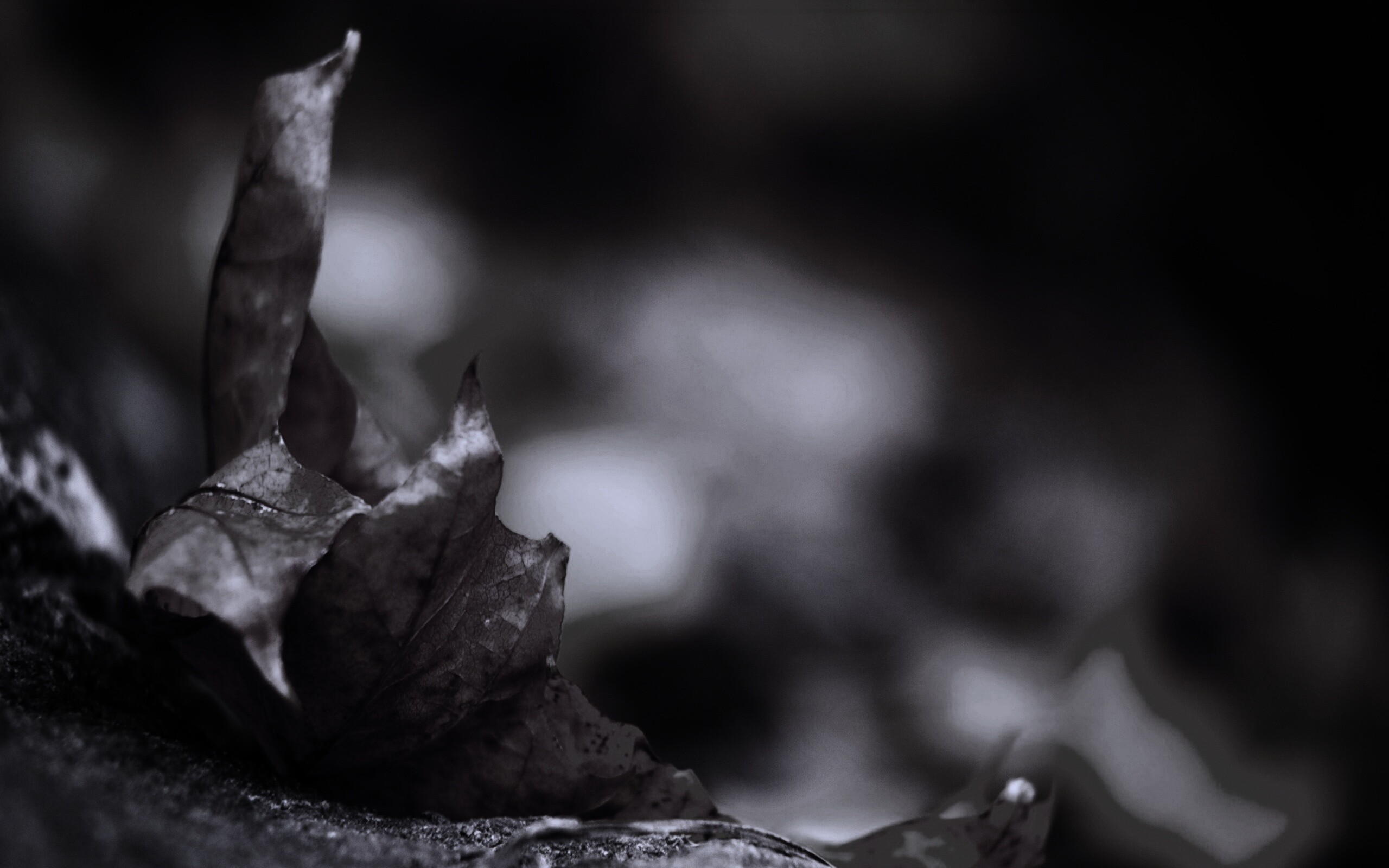 Пламенеющий осенний лист обои