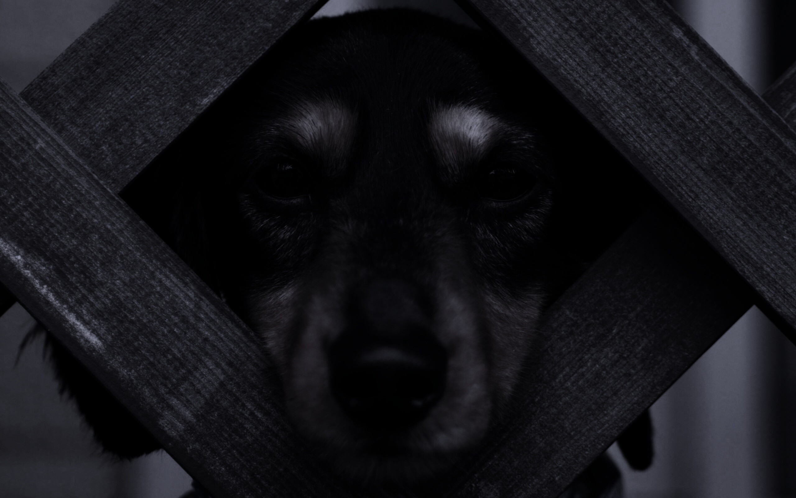 Мордочка в заборе обои