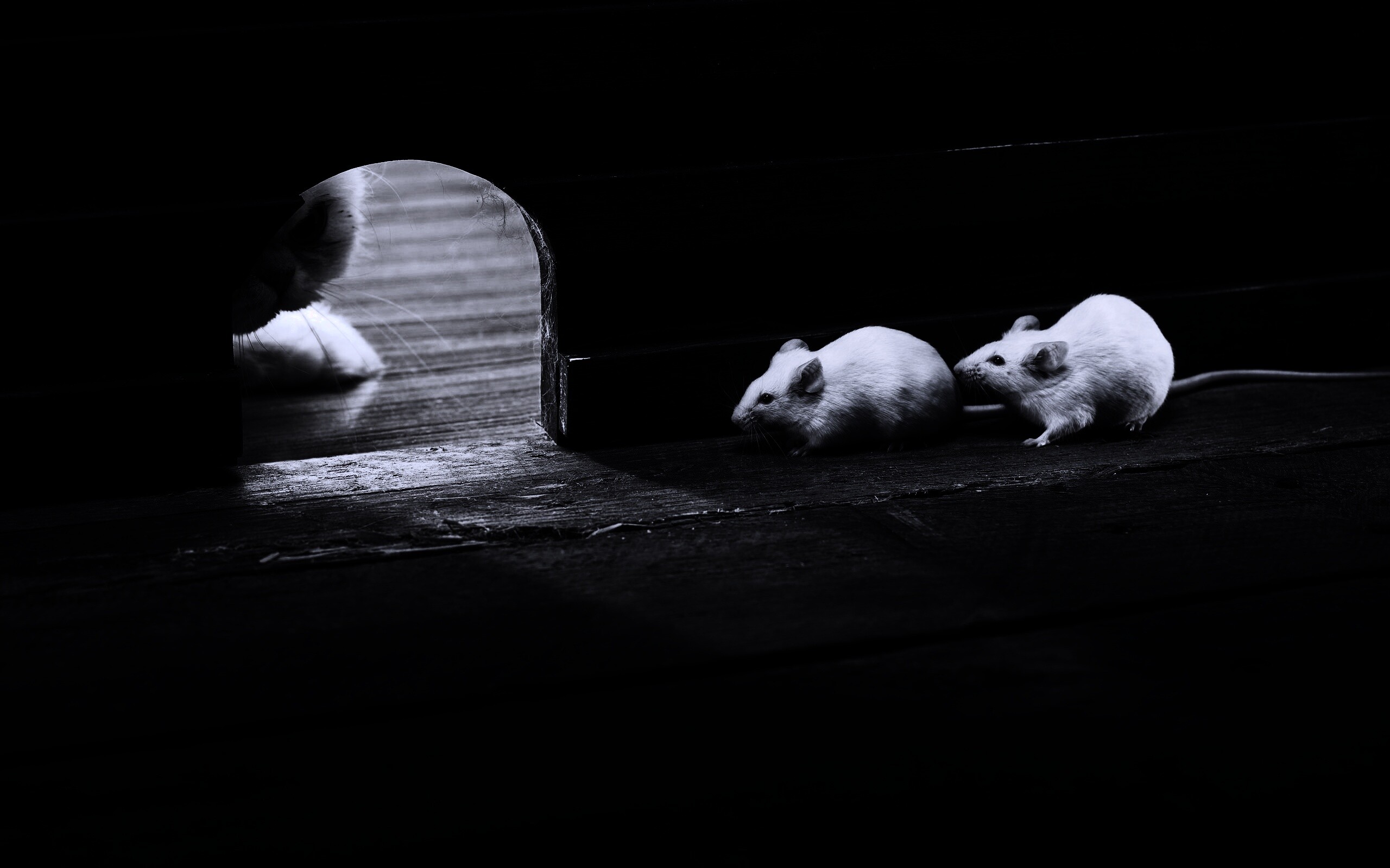 Кошки - мышки обои