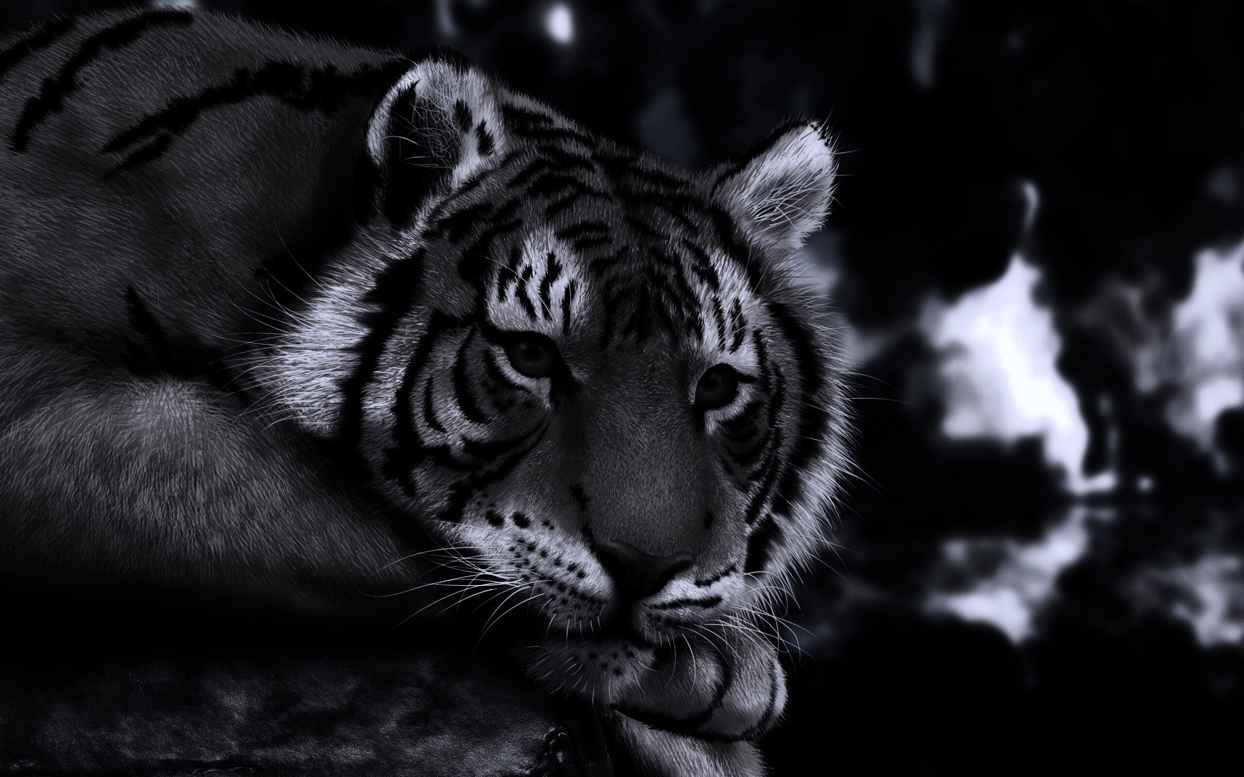 Грустный тигра обои