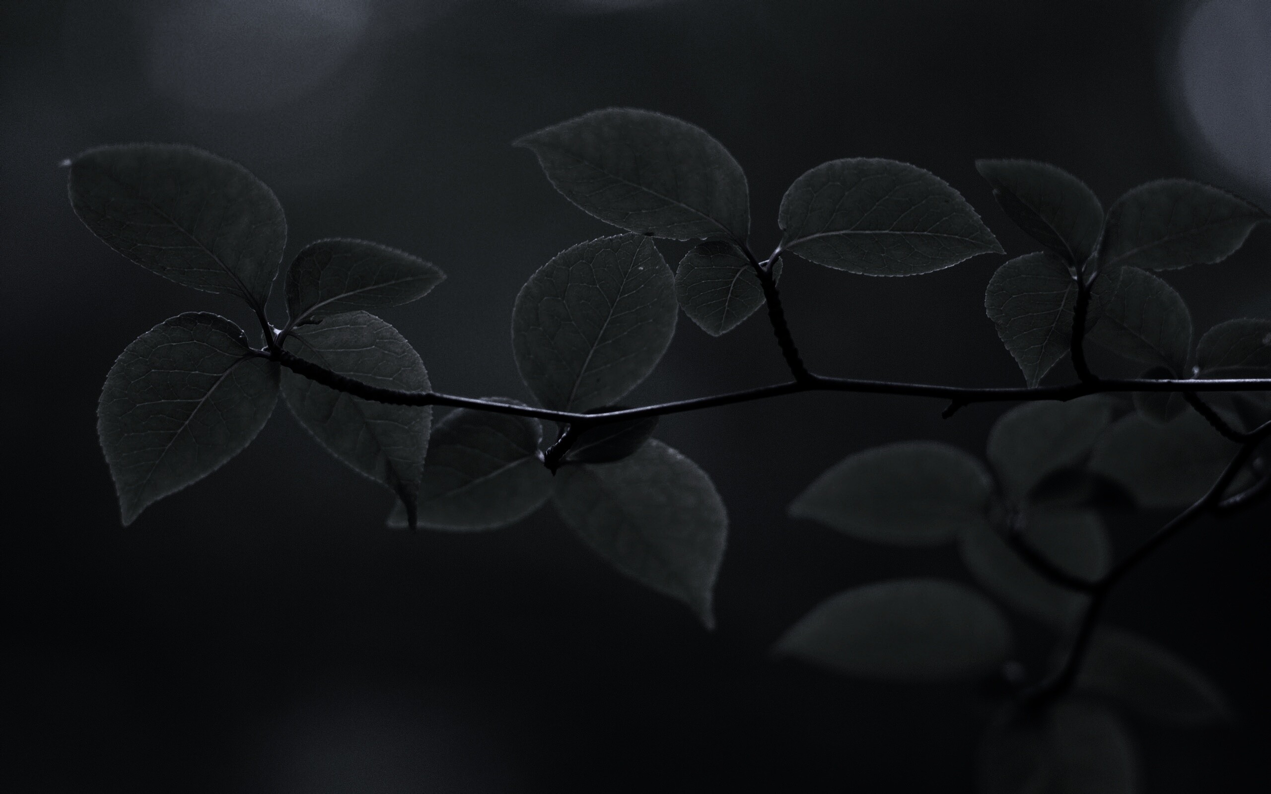 Зеленая веточка обои