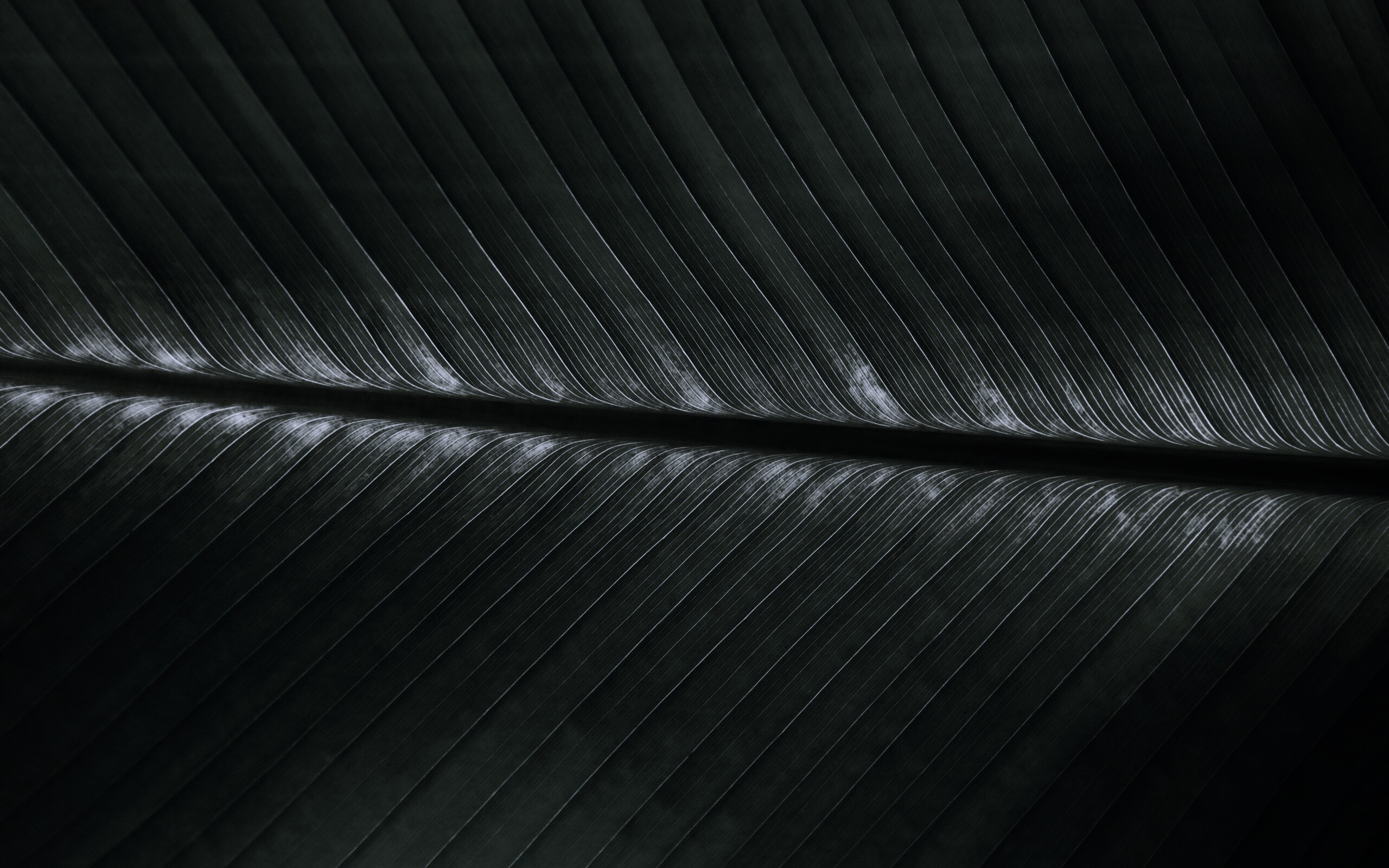 Пальмовый лист на солнце обои