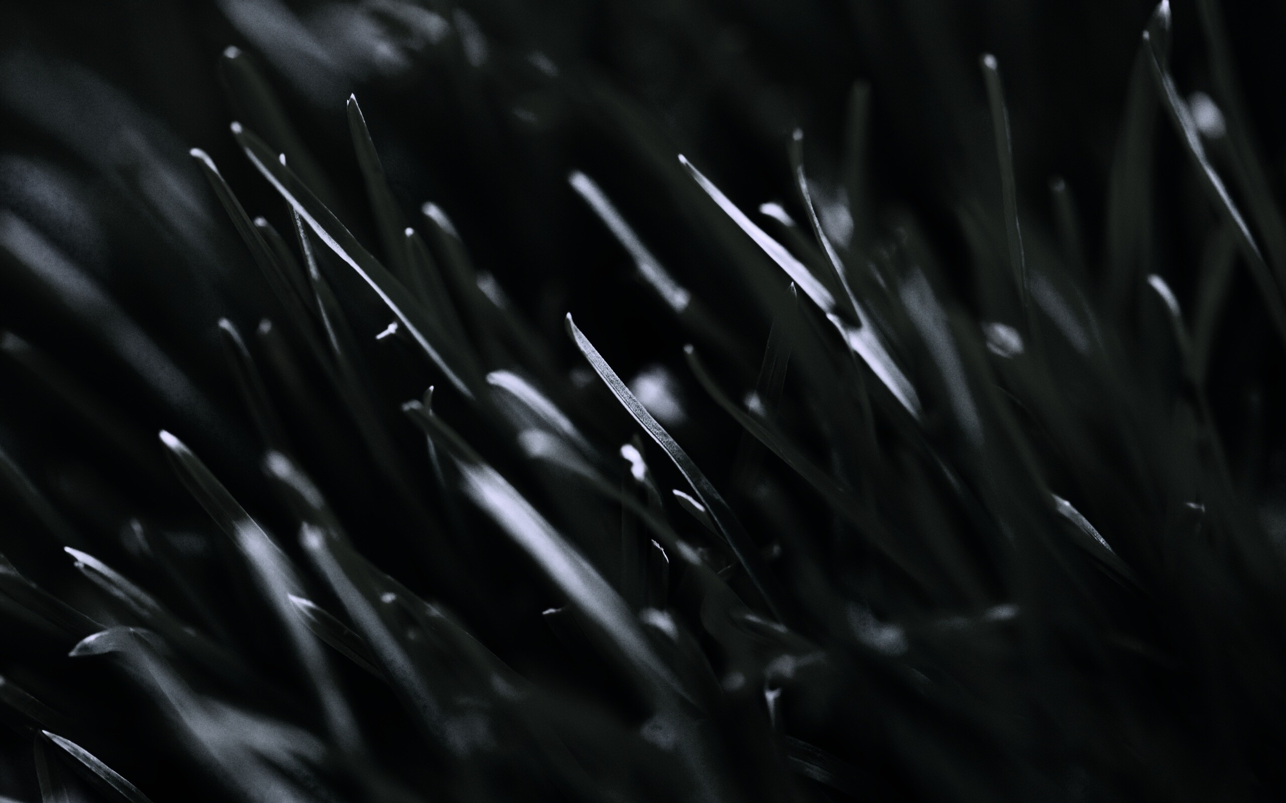 Зеленая свежая трава обои