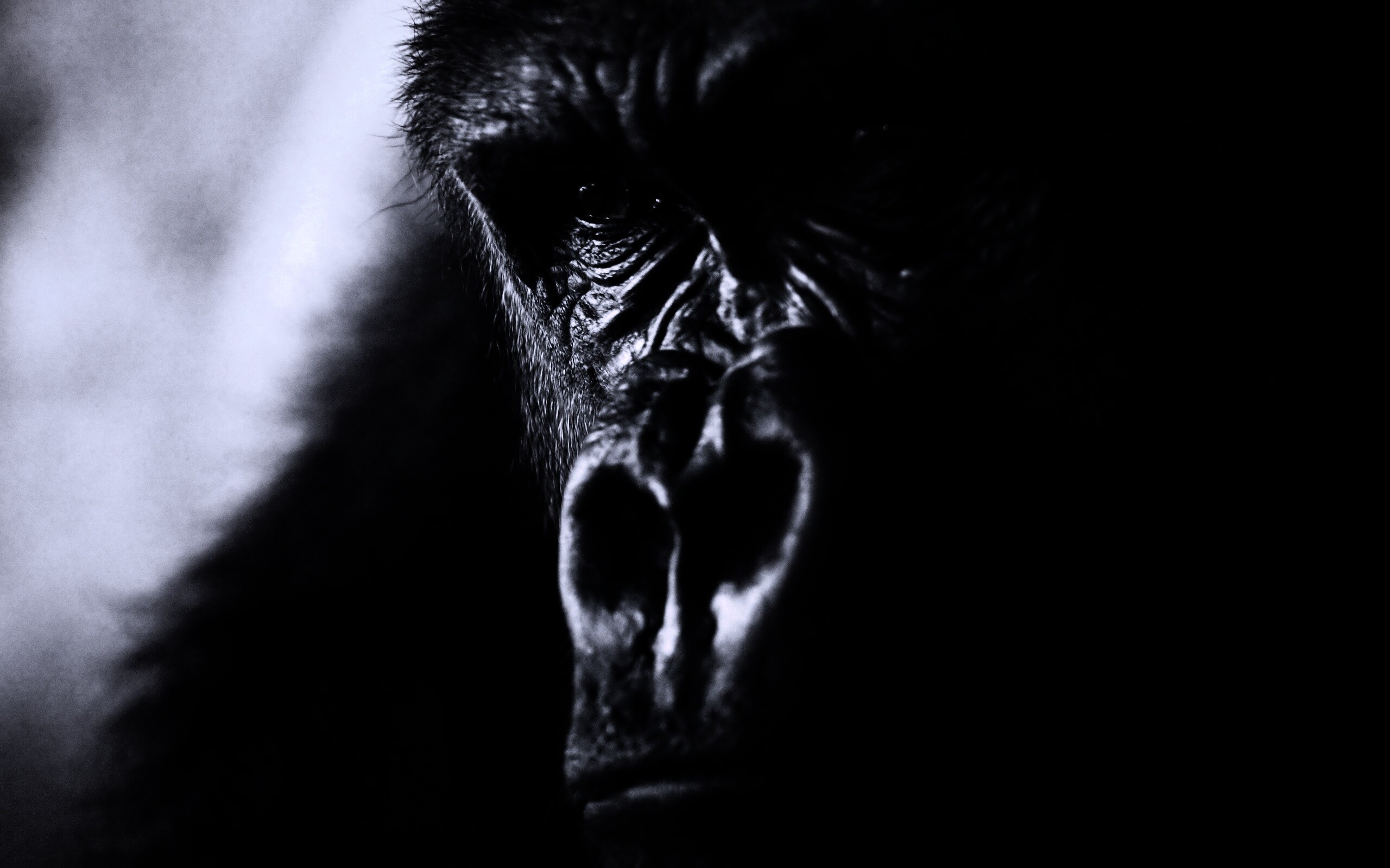 Фото орангутанга обои