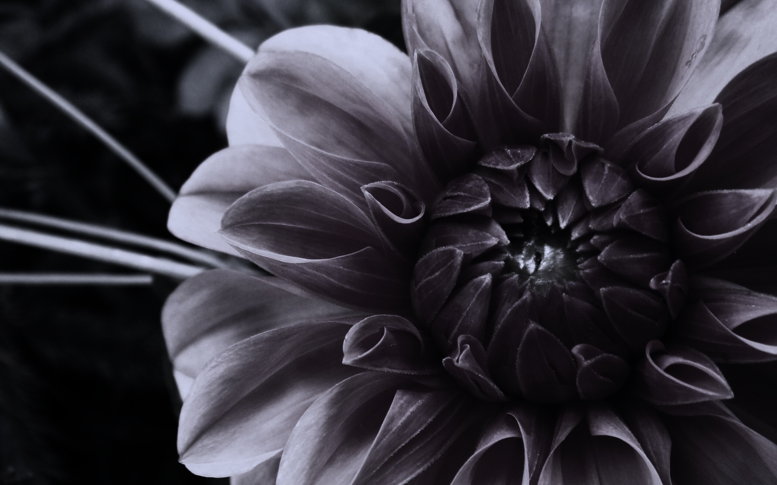 Аленький цветочек обои