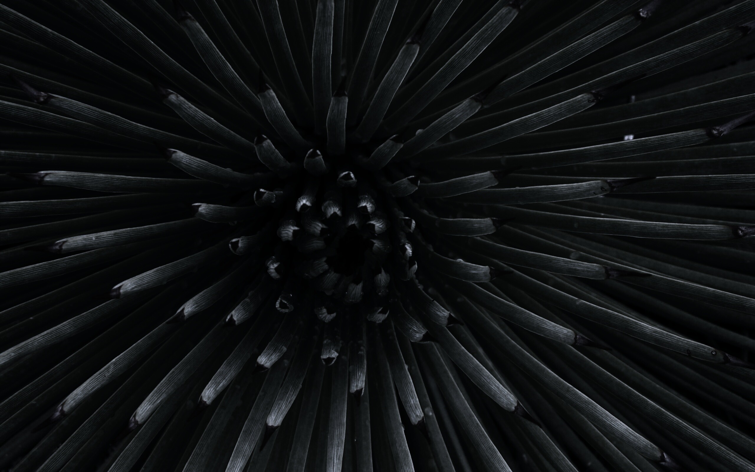 Хищный цветок обои