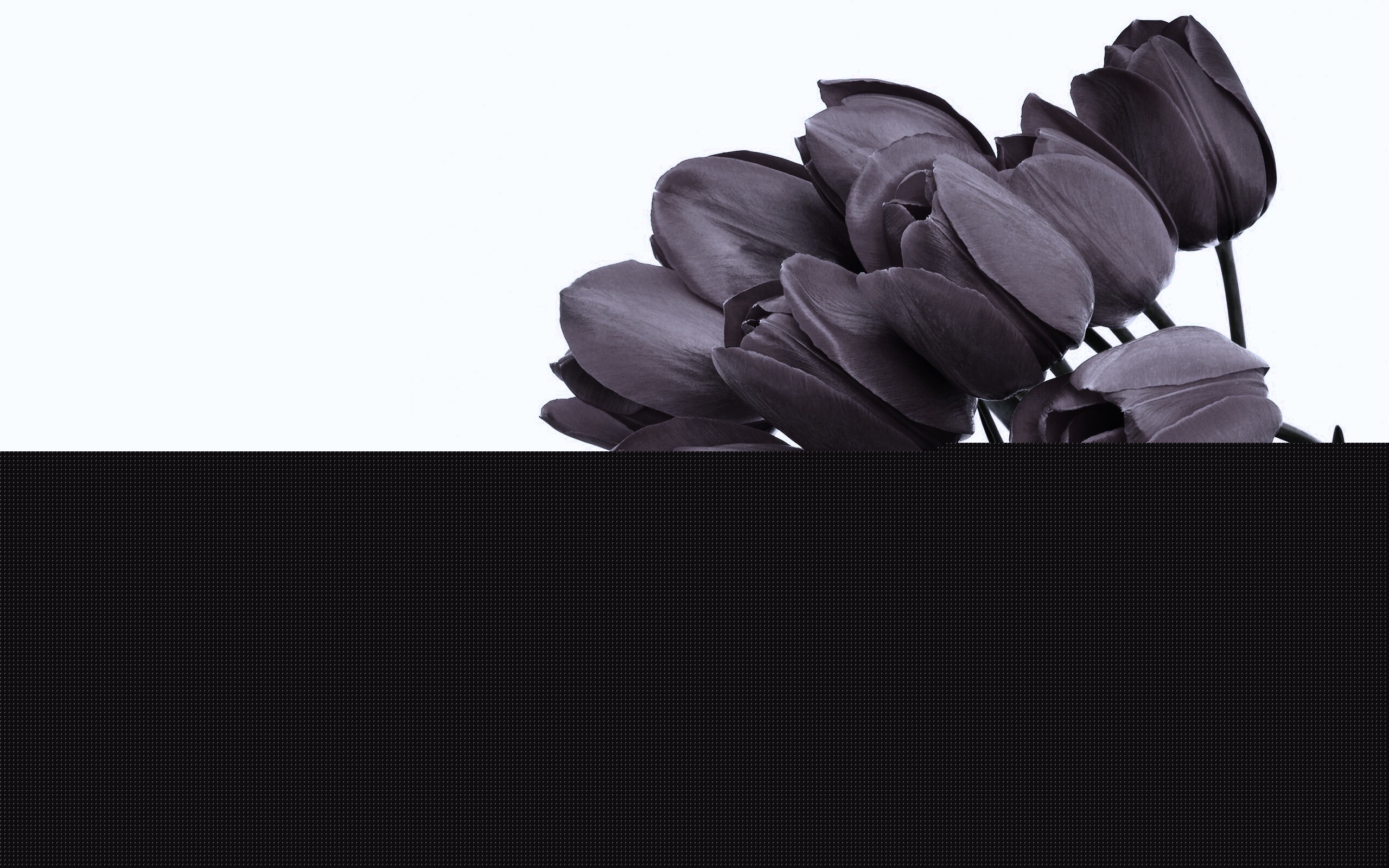 Букет тюльпанов обои