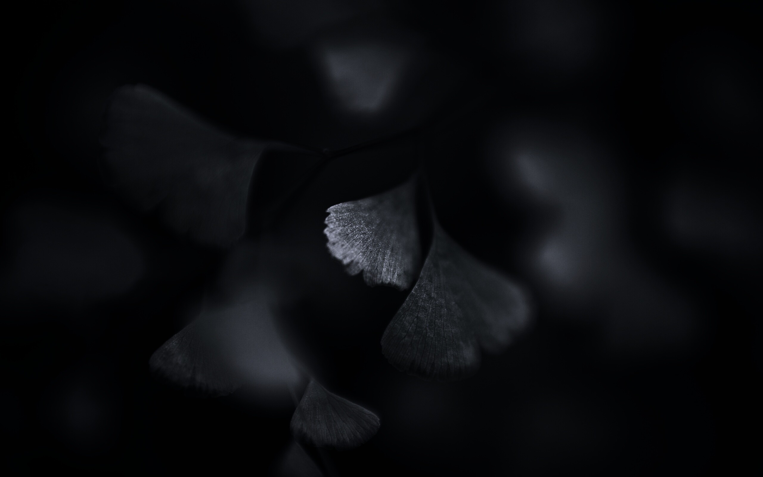 Дикие зеленые листья обои