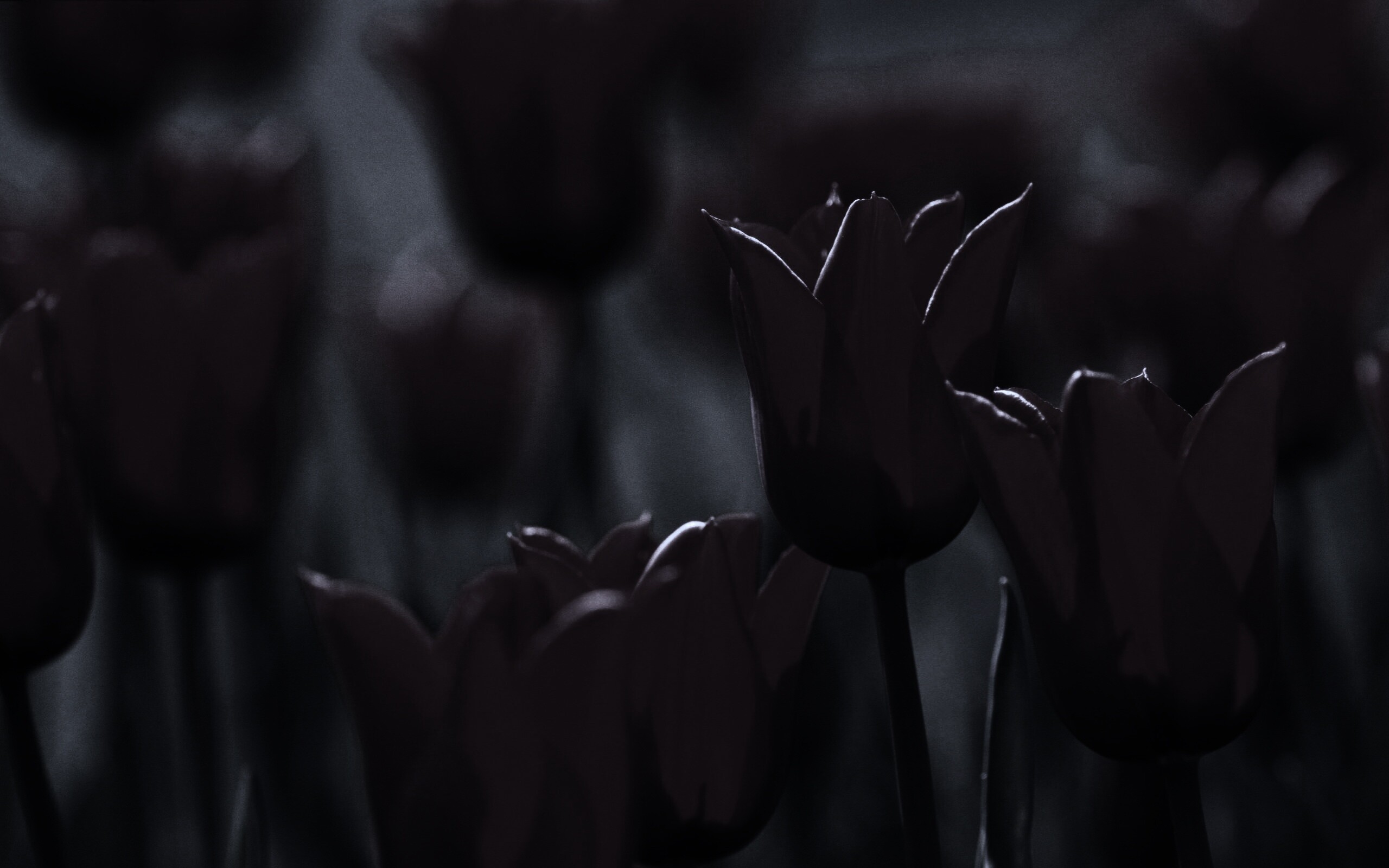 Красные цветы обои