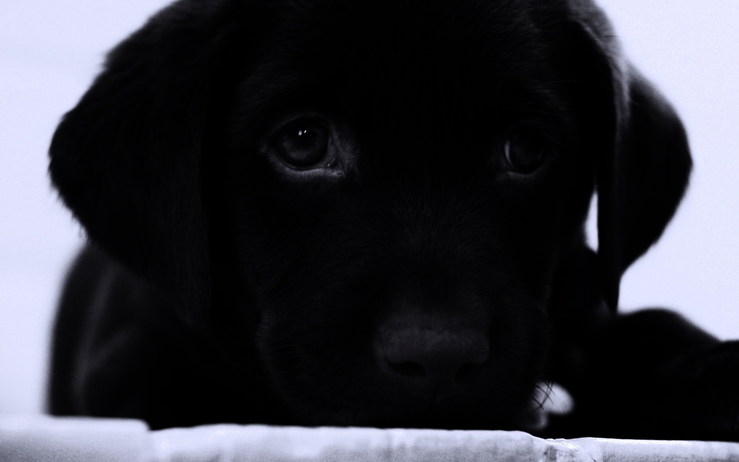 Пушистый шоколадка обои