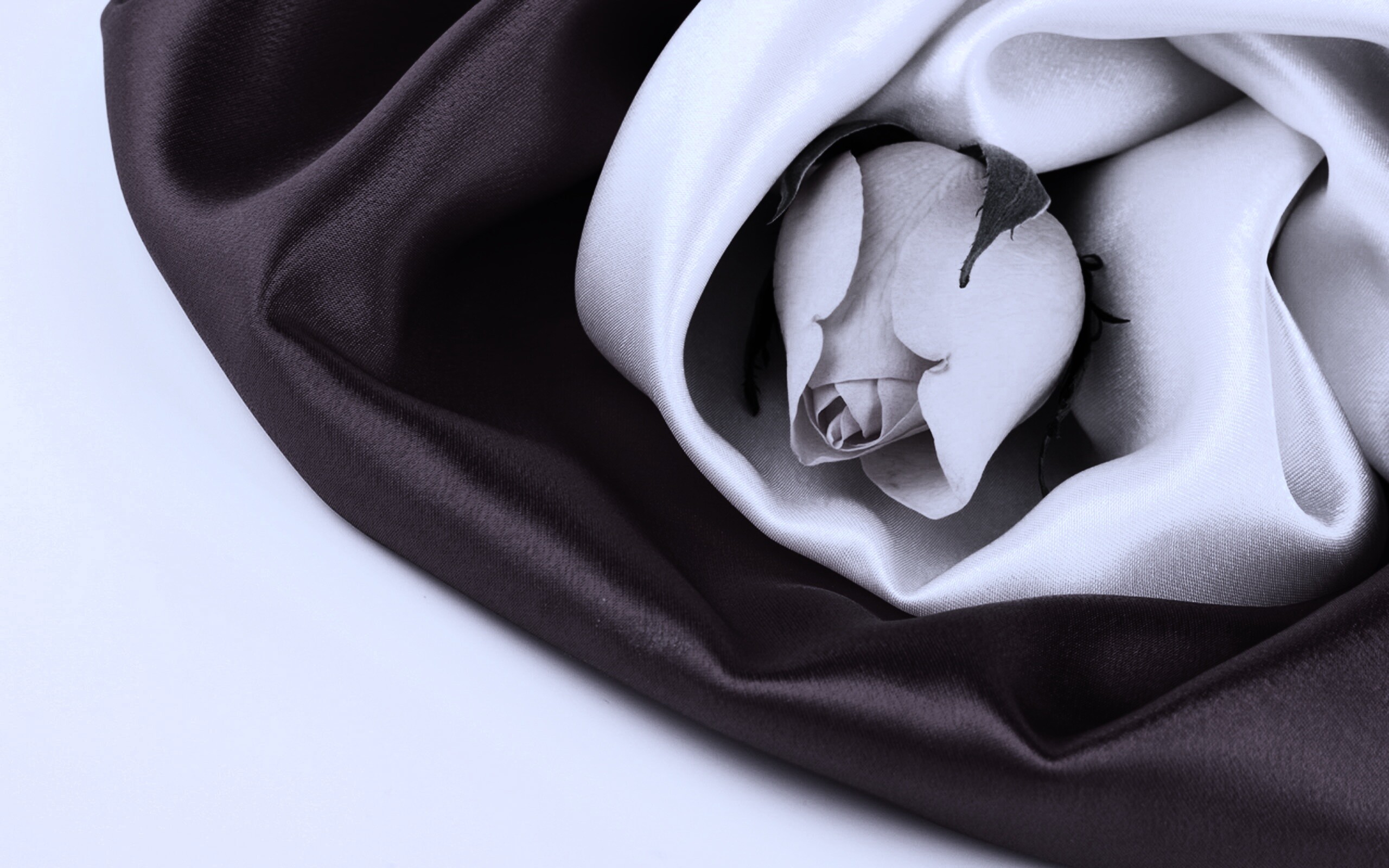 Нераспустившийся цветок розы в шелке обои