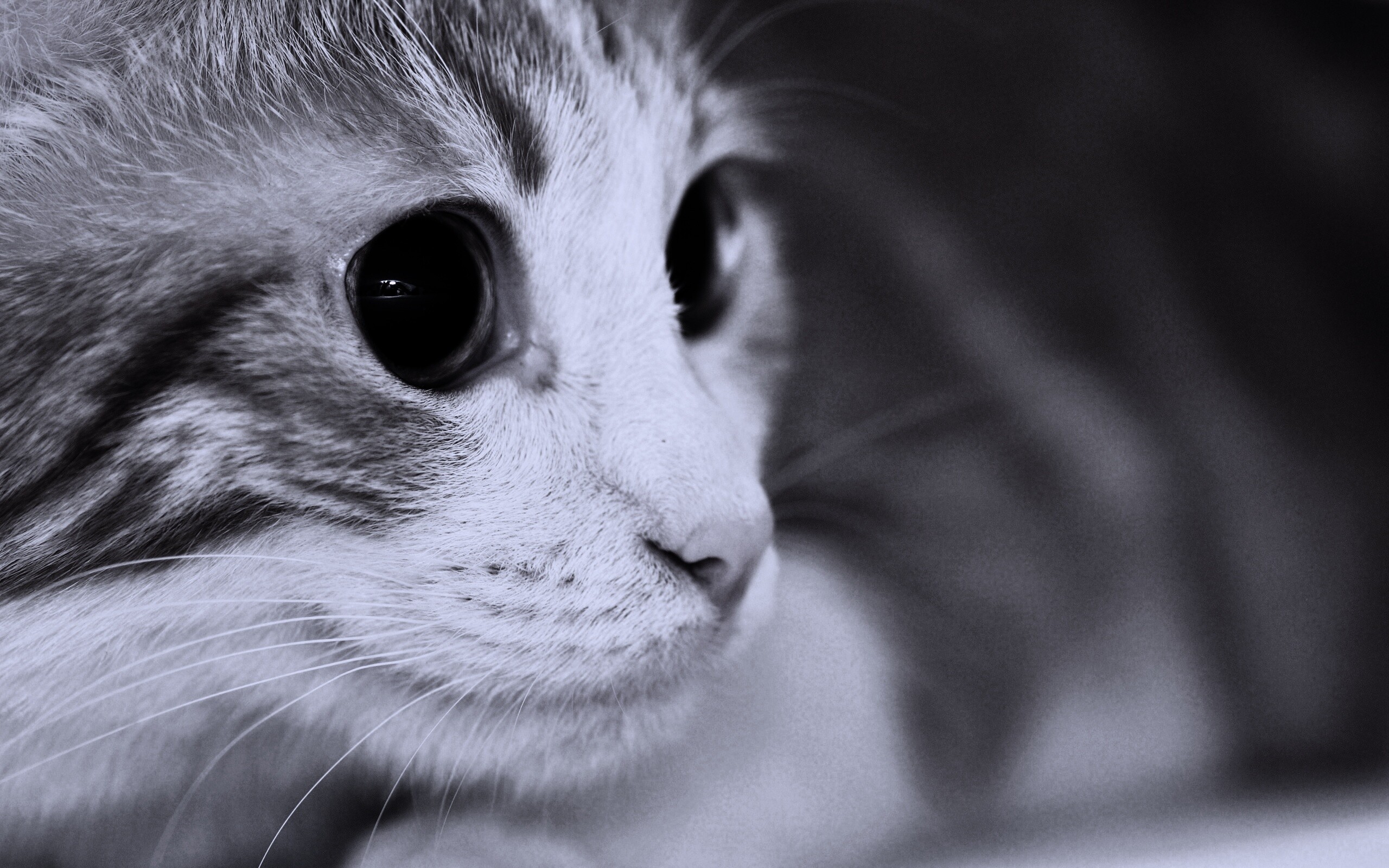 Кот с большими глазами обои