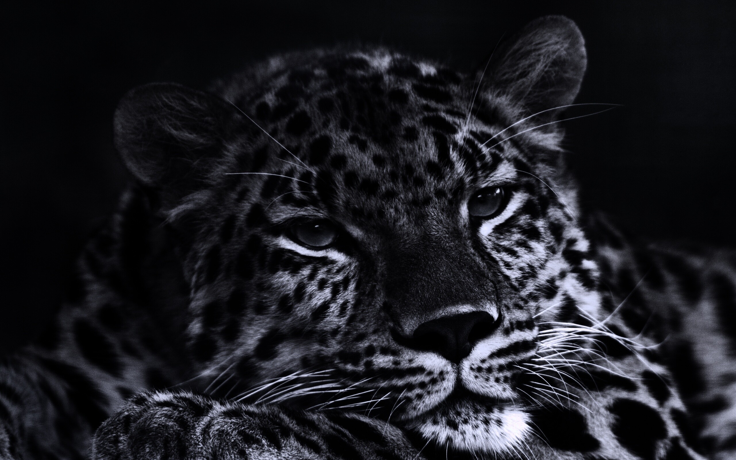 Злопасный ягуляр обои