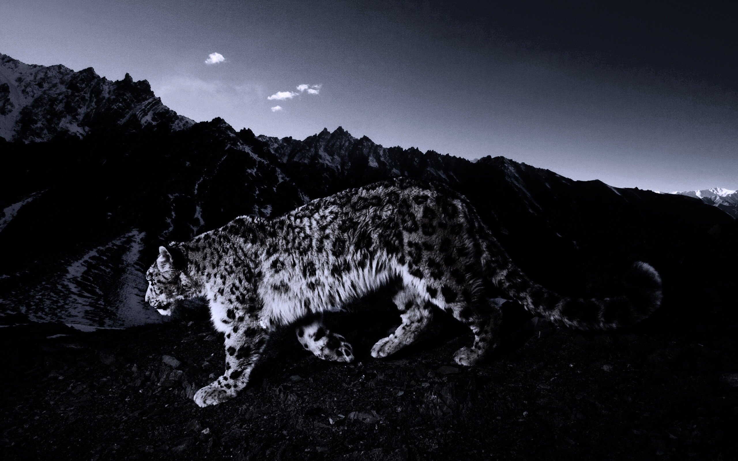 Леопард обои