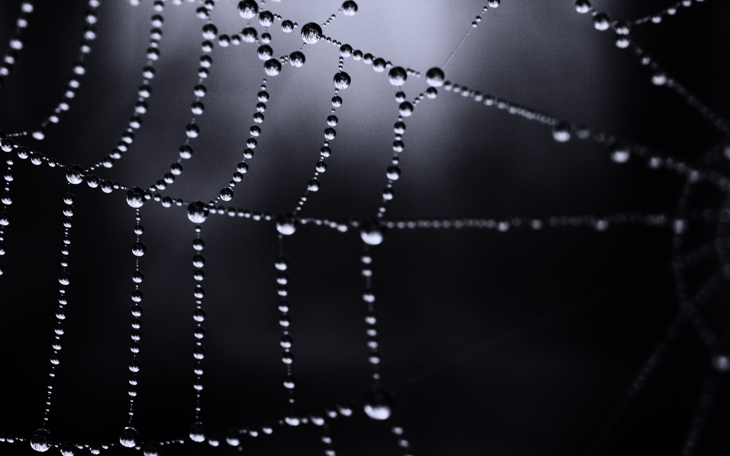 Капли на паутине обои